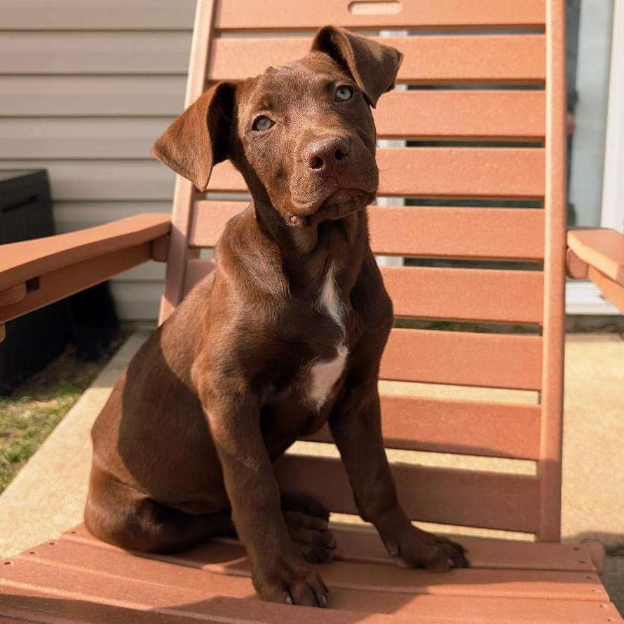 Chopper, Adoptable, Puppy Male Labrador Retriever.