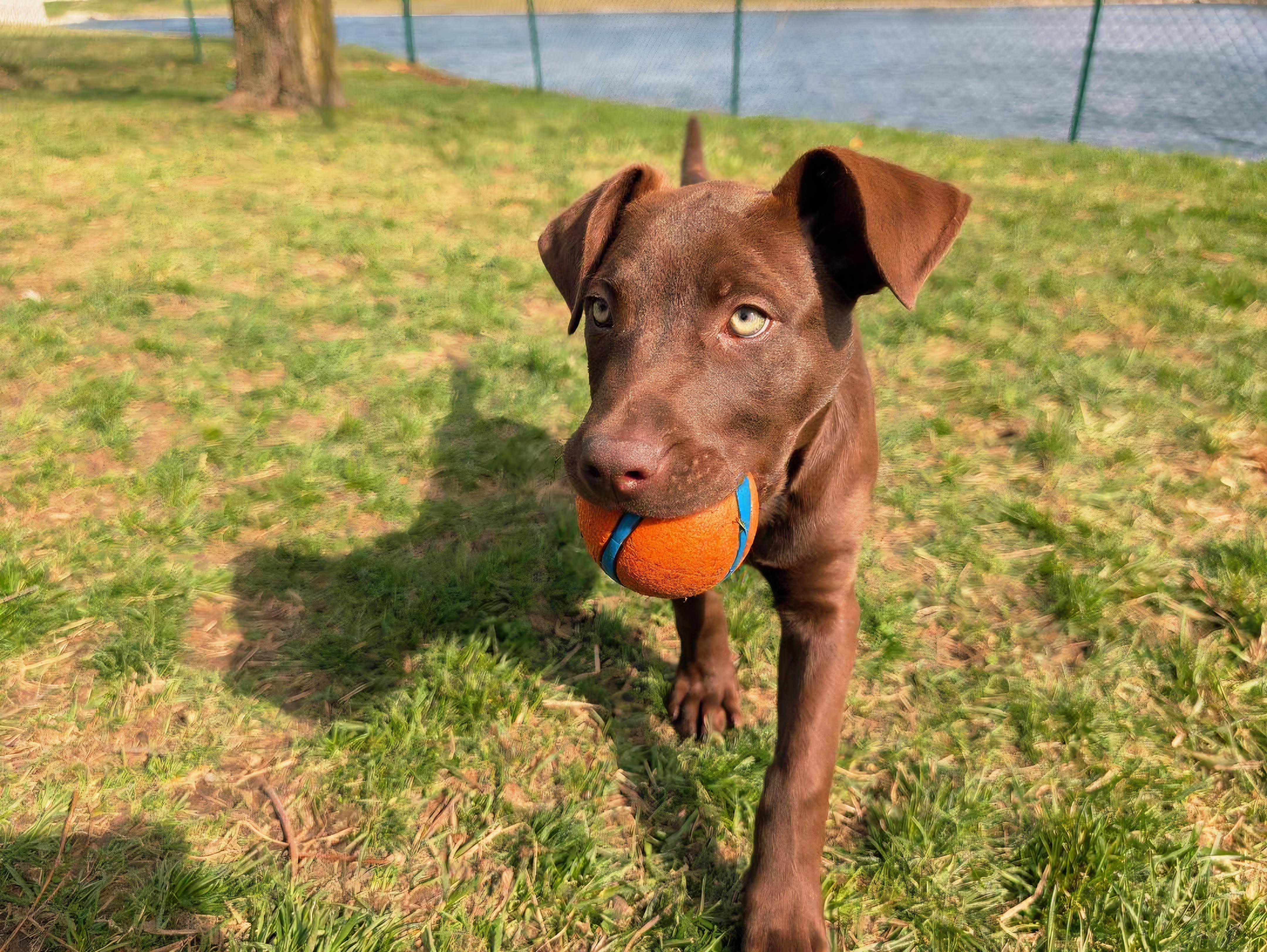 Chopper, a Adoptable mixed breed in Brattleboro, VT image 3/4
