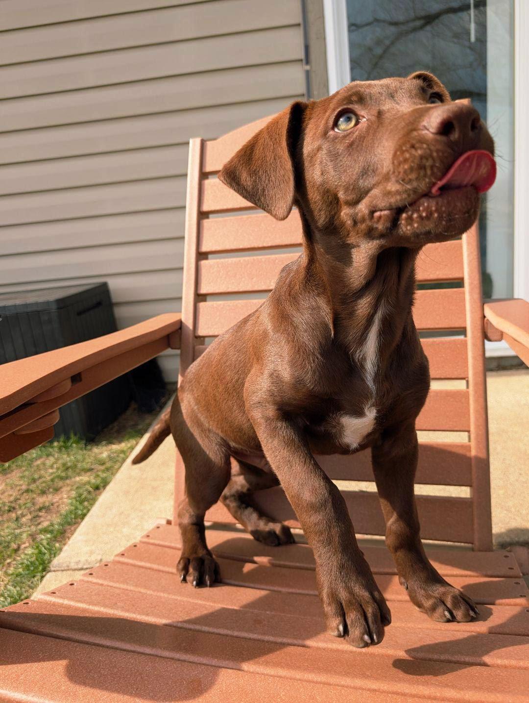 Chopper, a Adoptable mixed breed in Brattleboro, VT image 4/4