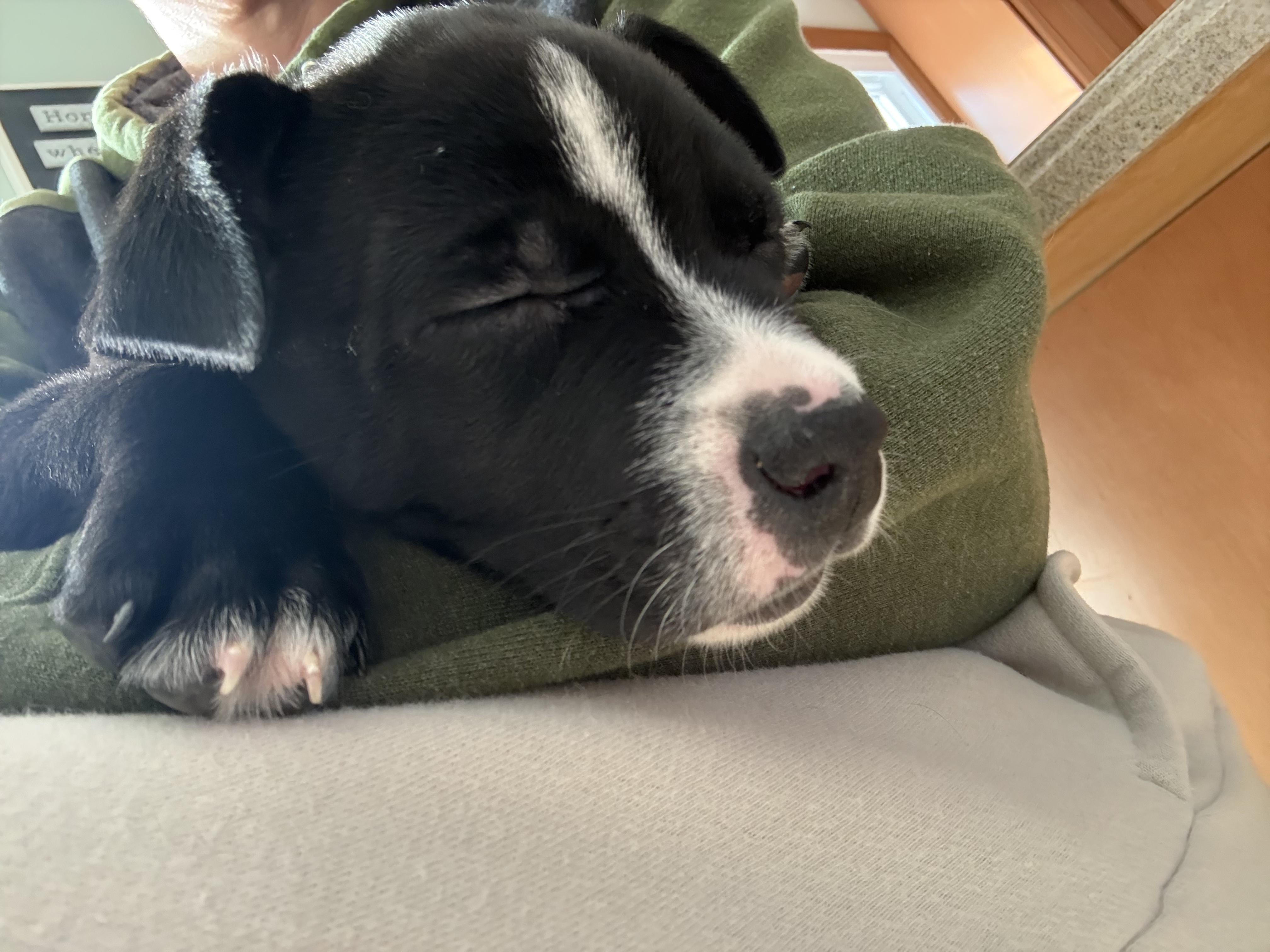 Judy, a Adoptable mixed breed in Richmond, VA image 3/4