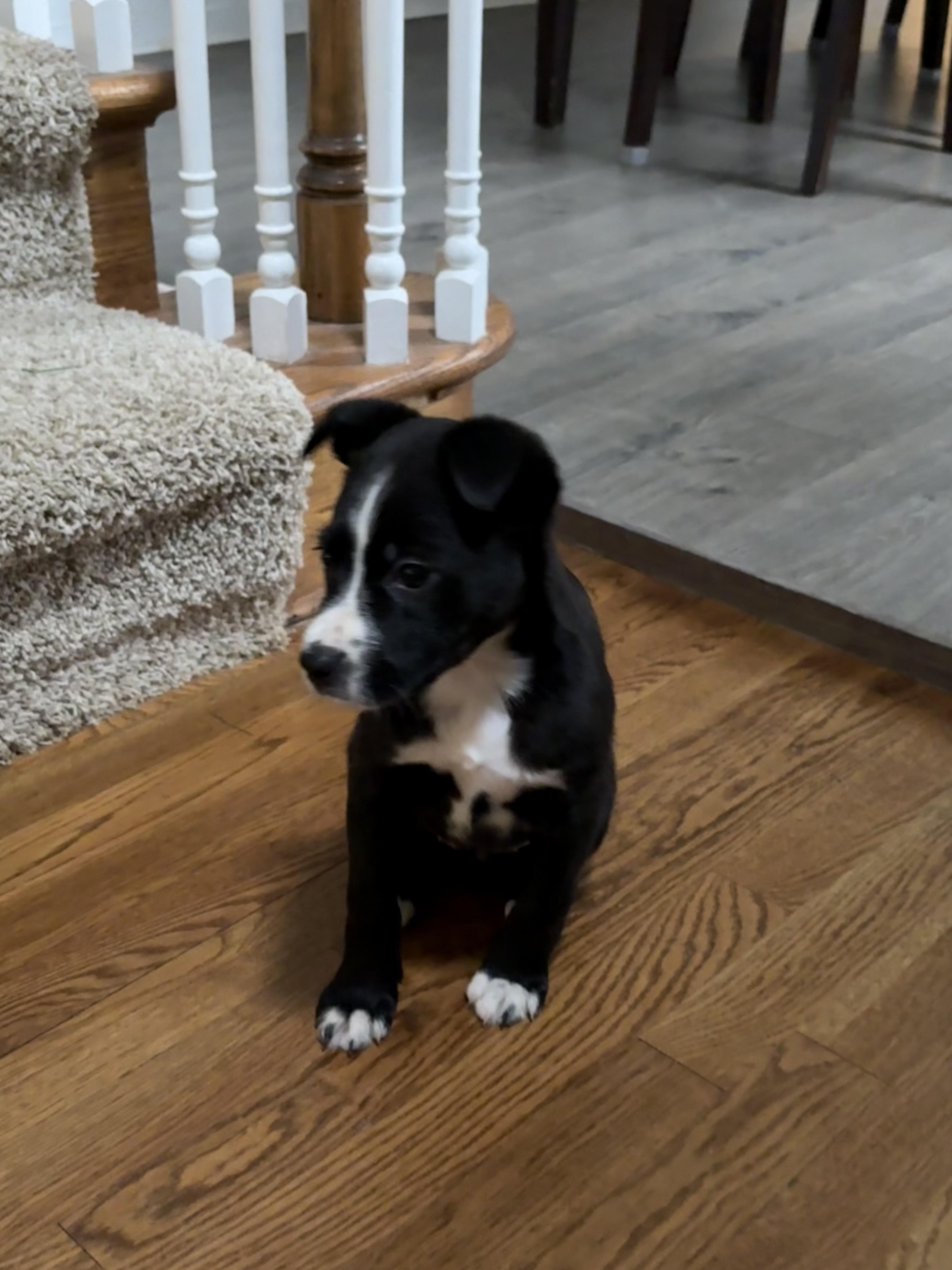 Judy, a Adoptable mixed breed in Richmond, VA image 4/4