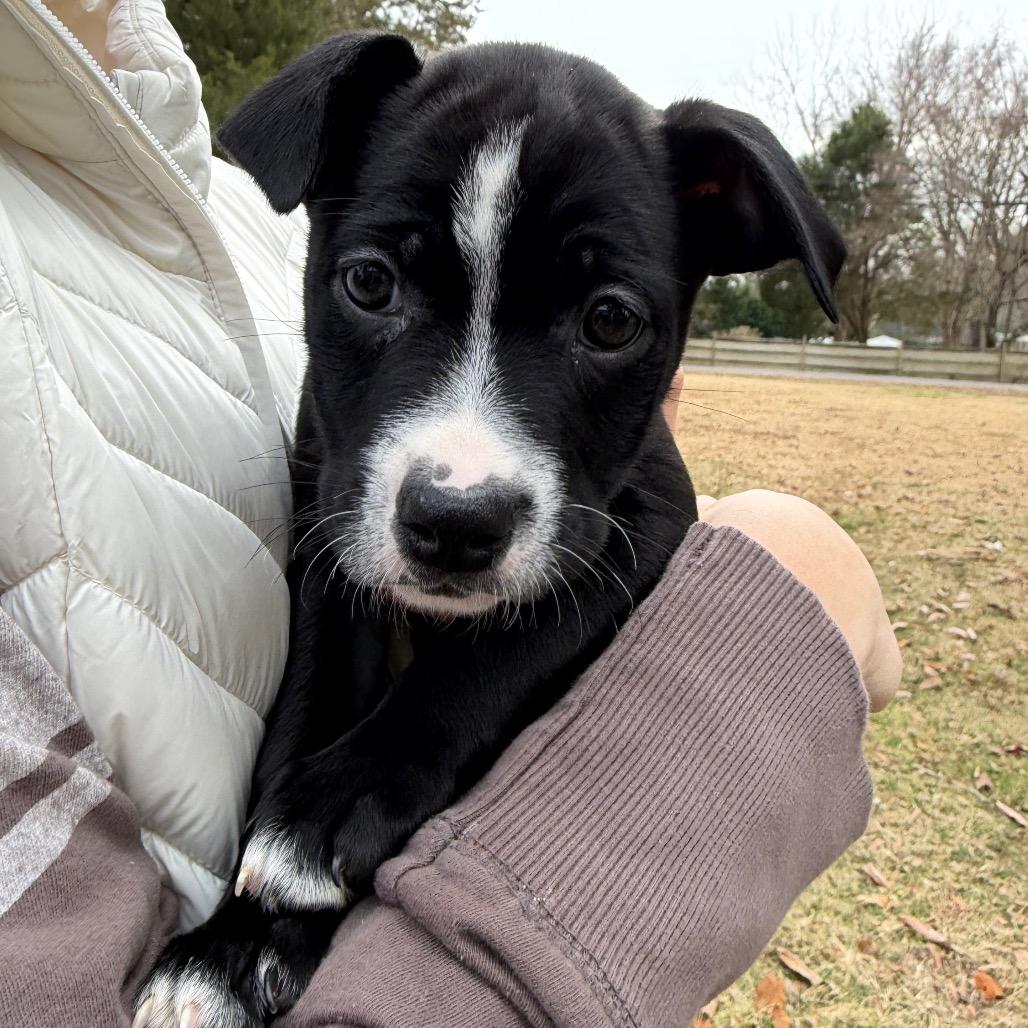 Judy, Adoptable, Puppy Female Pit Bull Terrier & Hound.