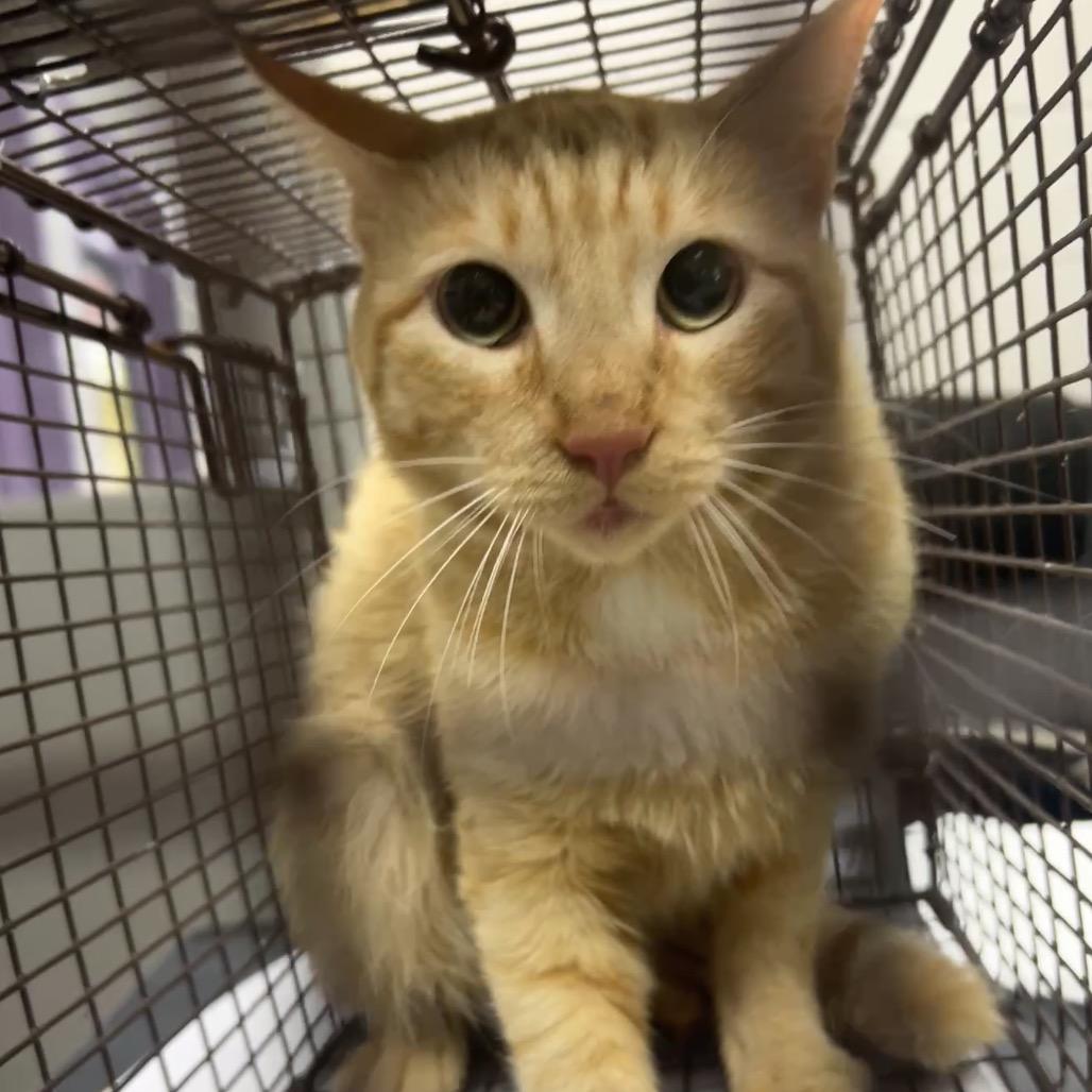 Heath, Adoptable, Young Male American Shorthair.