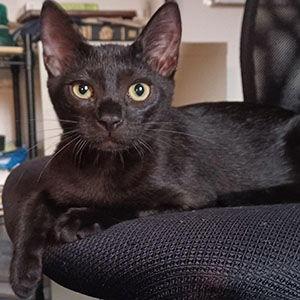 Bear, Adoptable, Young Male Domestic Short Hair.