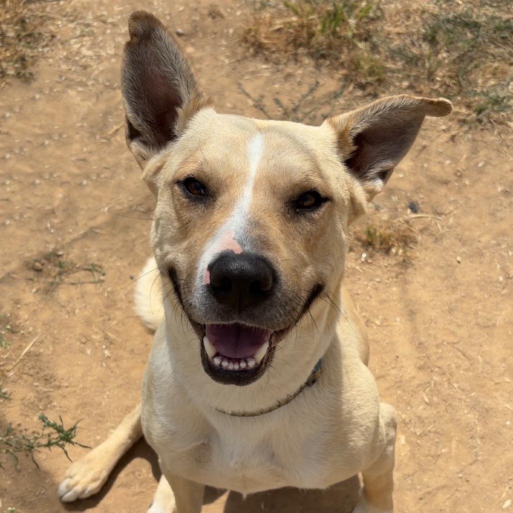 Enlarge Squeaky Shrimp, a Adoptable Pit Bull Terrier in Ojai, CA image 4/6