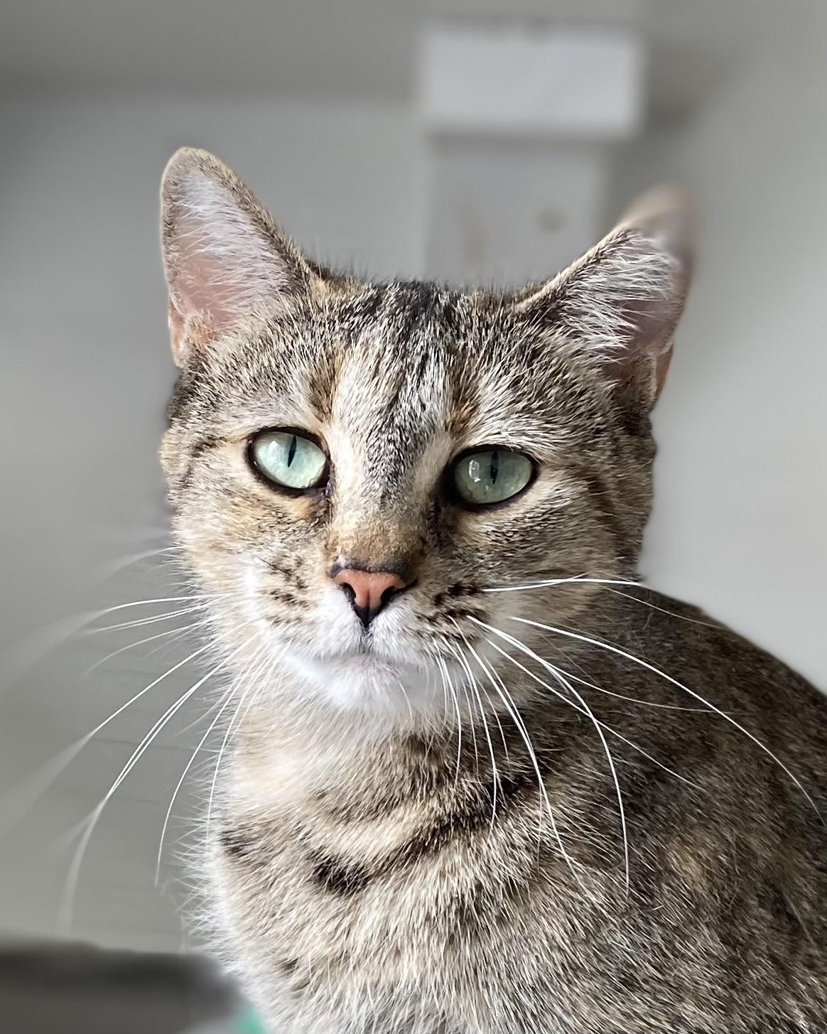 Enlarge Mae, an adopted Tabby in Stanstead, QC image 4/4