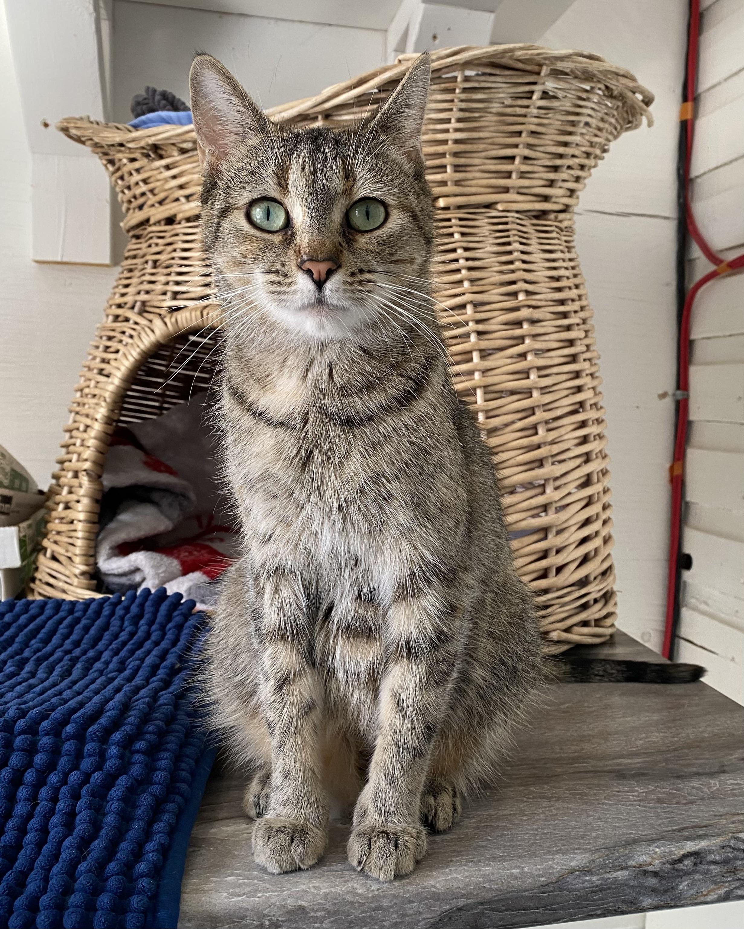 Enlarge Mae, an adopted Tabby in Stanstead, QC image 2/4