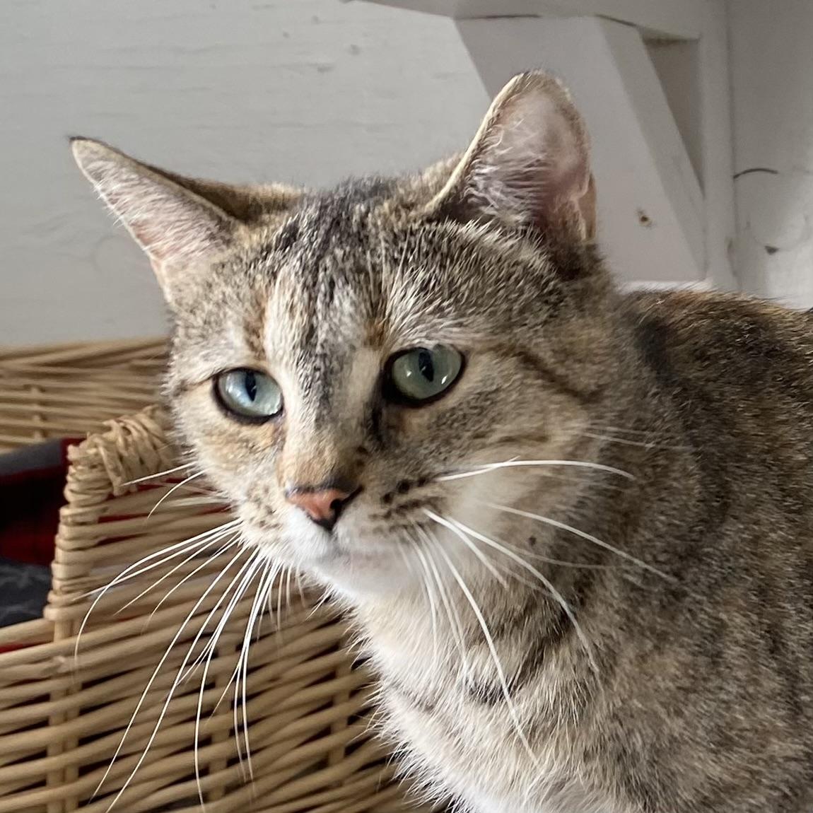 Enlarge Mae, an adopted Tabby in Stanstead, QC image 1/4