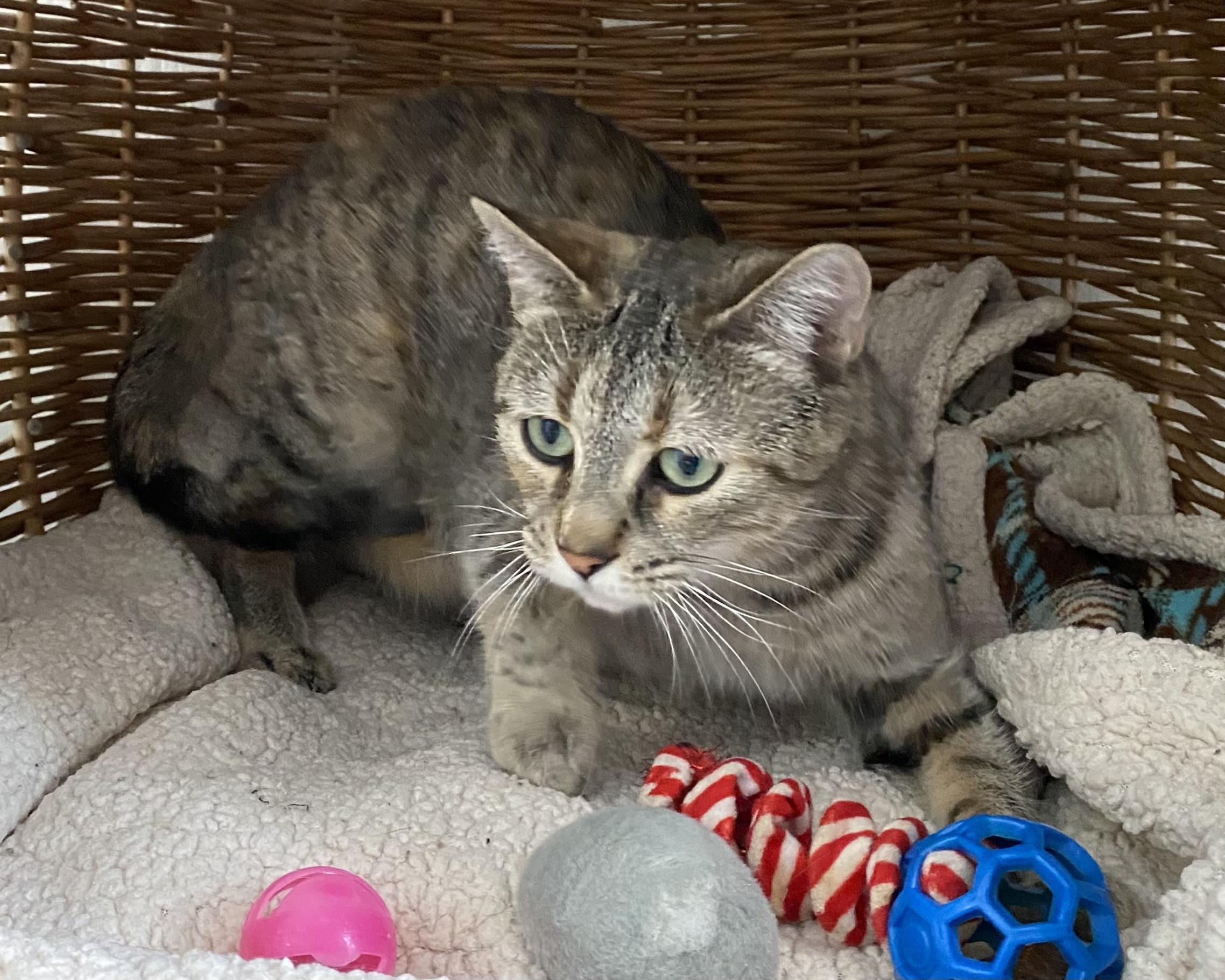 Enlarge Mae, an adopted Tabby in Stanstead, QC image 3/4