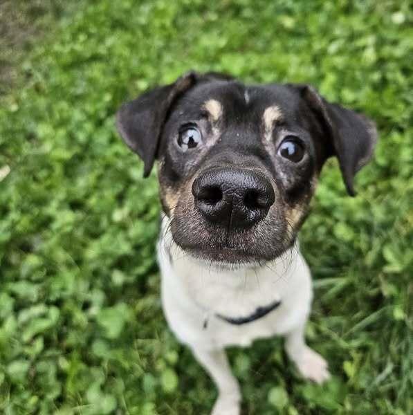 Enlarge Dino, a Adoptable mixed breed image 1/6