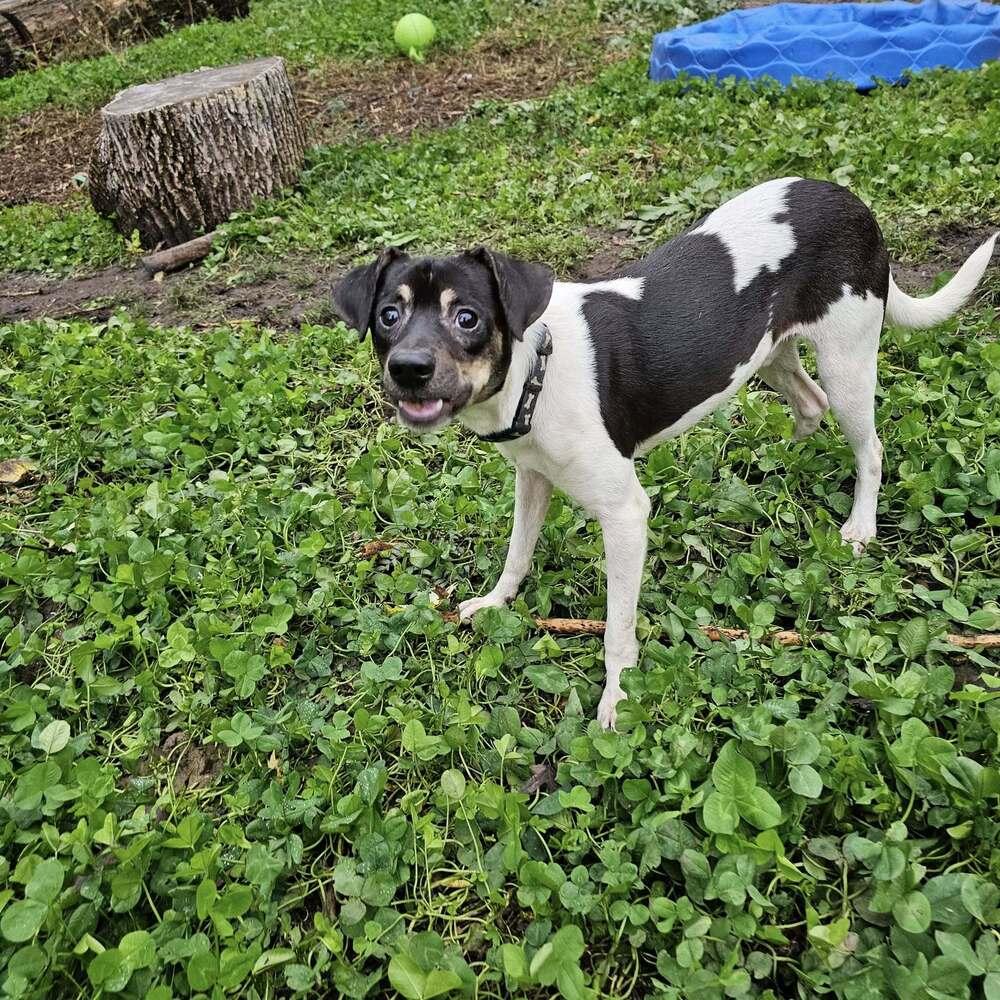 Enlarge Dino, a Adoptable mixed breed image 2/6