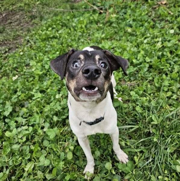 Enlarge Dino, a Adoptable mixed breed image 3/6