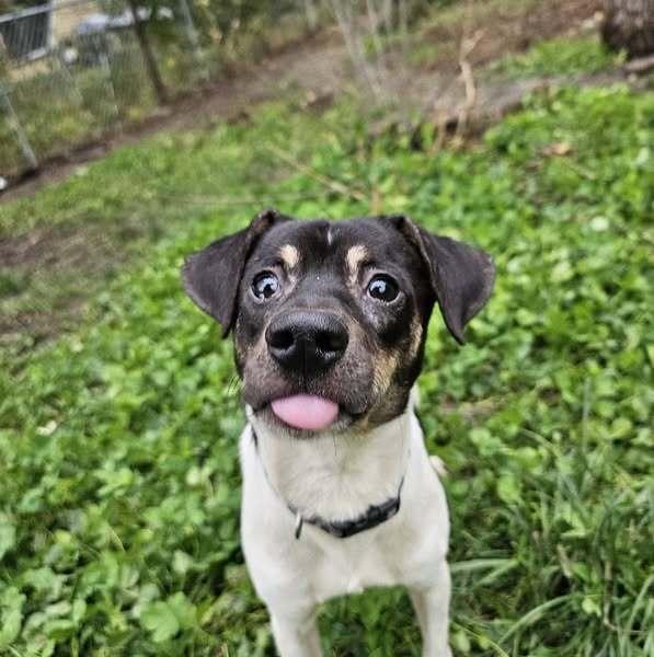 Enlarge Dino, a Adoptable mixed breed image 4/6