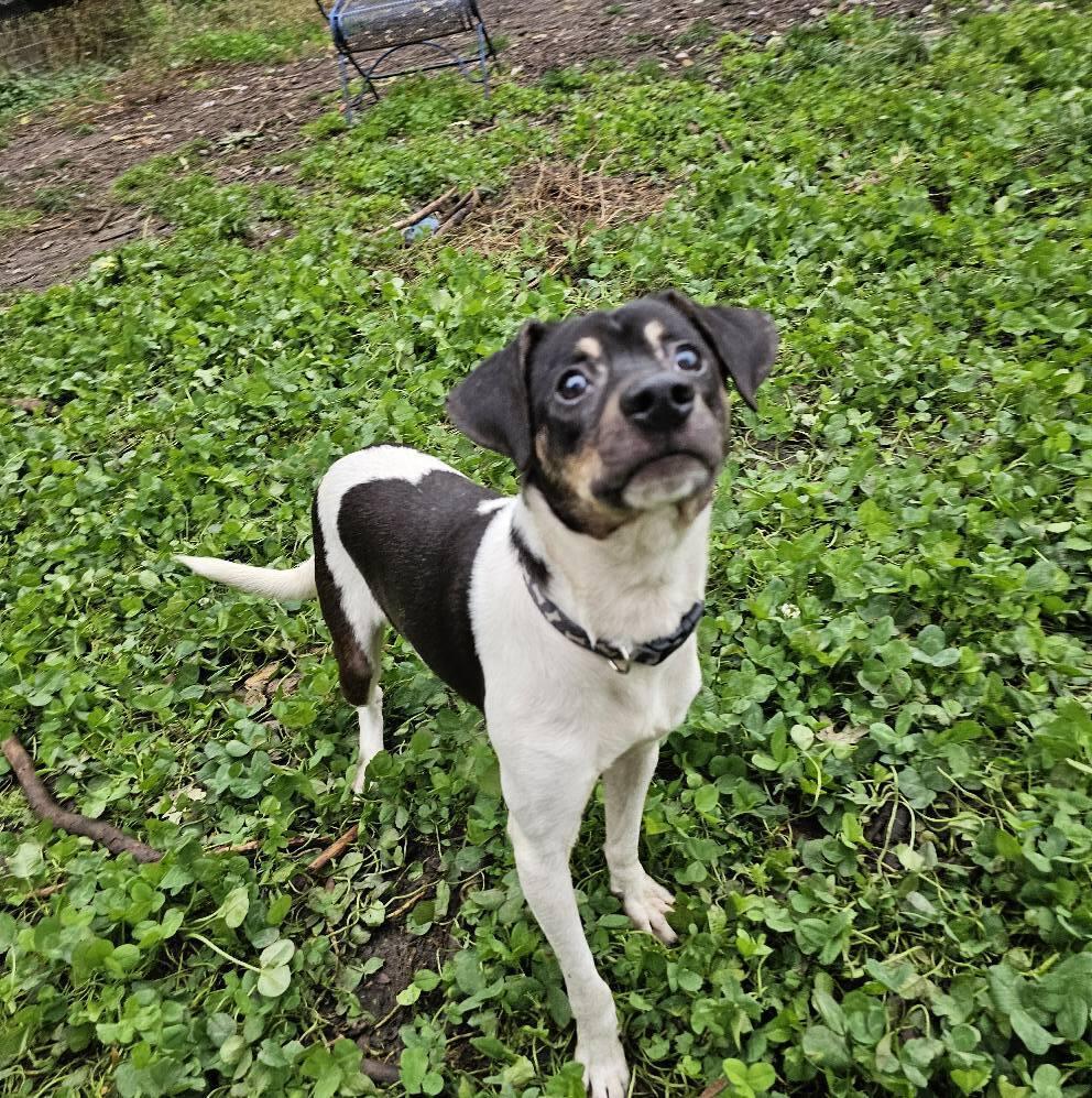 Enlarge Dino, a Adoptable mixed breed image 5/6