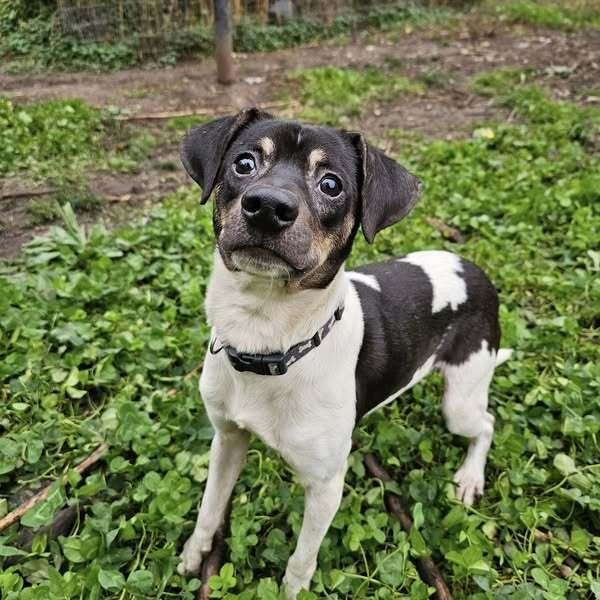 Enlarge Dino, a Adoptable mixed breed image 6/6