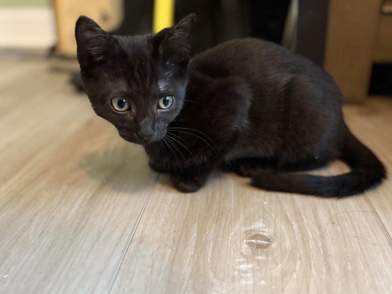 Sprout, Adopted, Young Female American Shorthair.