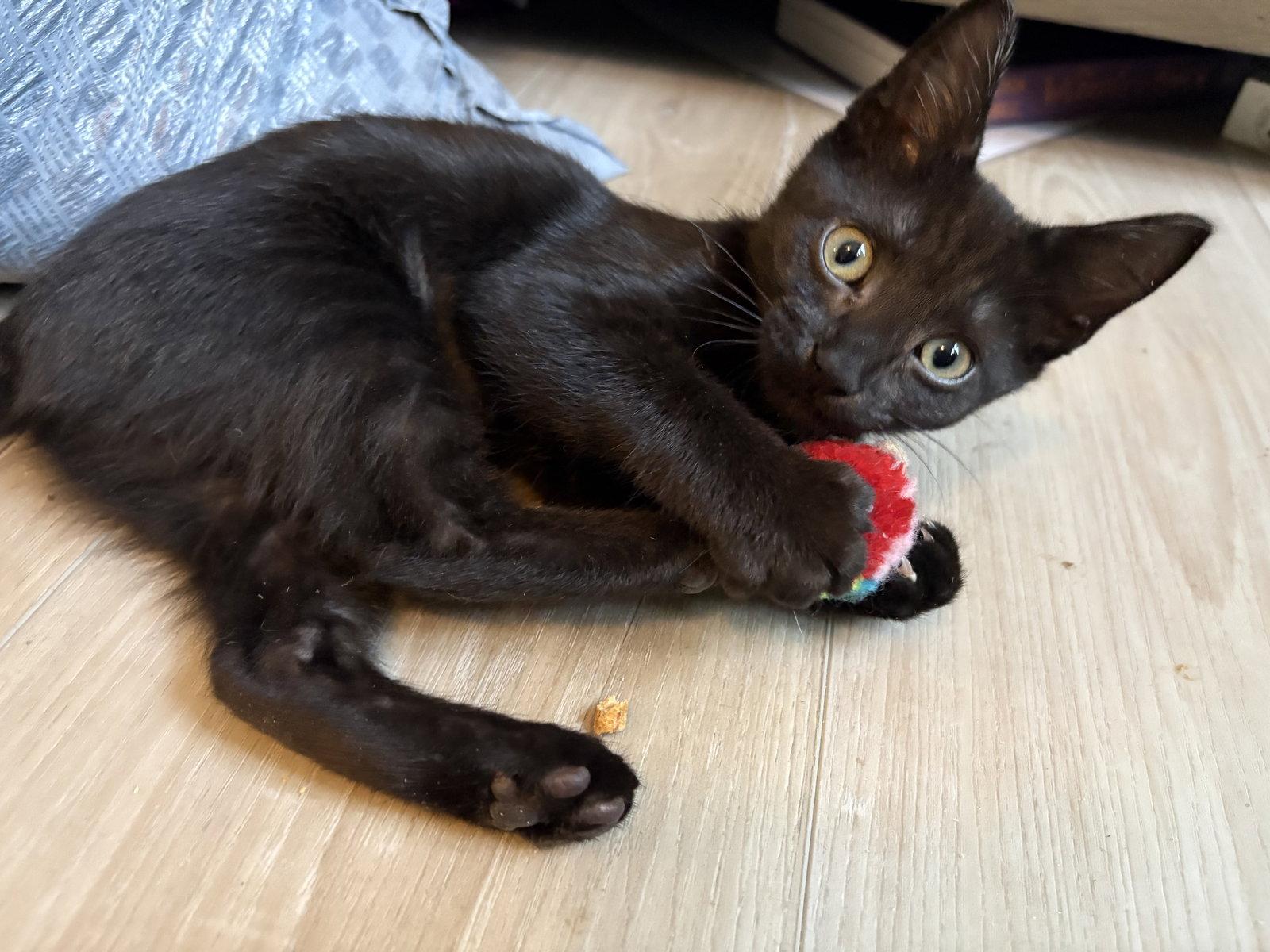 Enlarge Sprout, a Adopted American Shorthair in Orlando, FL image 2/2