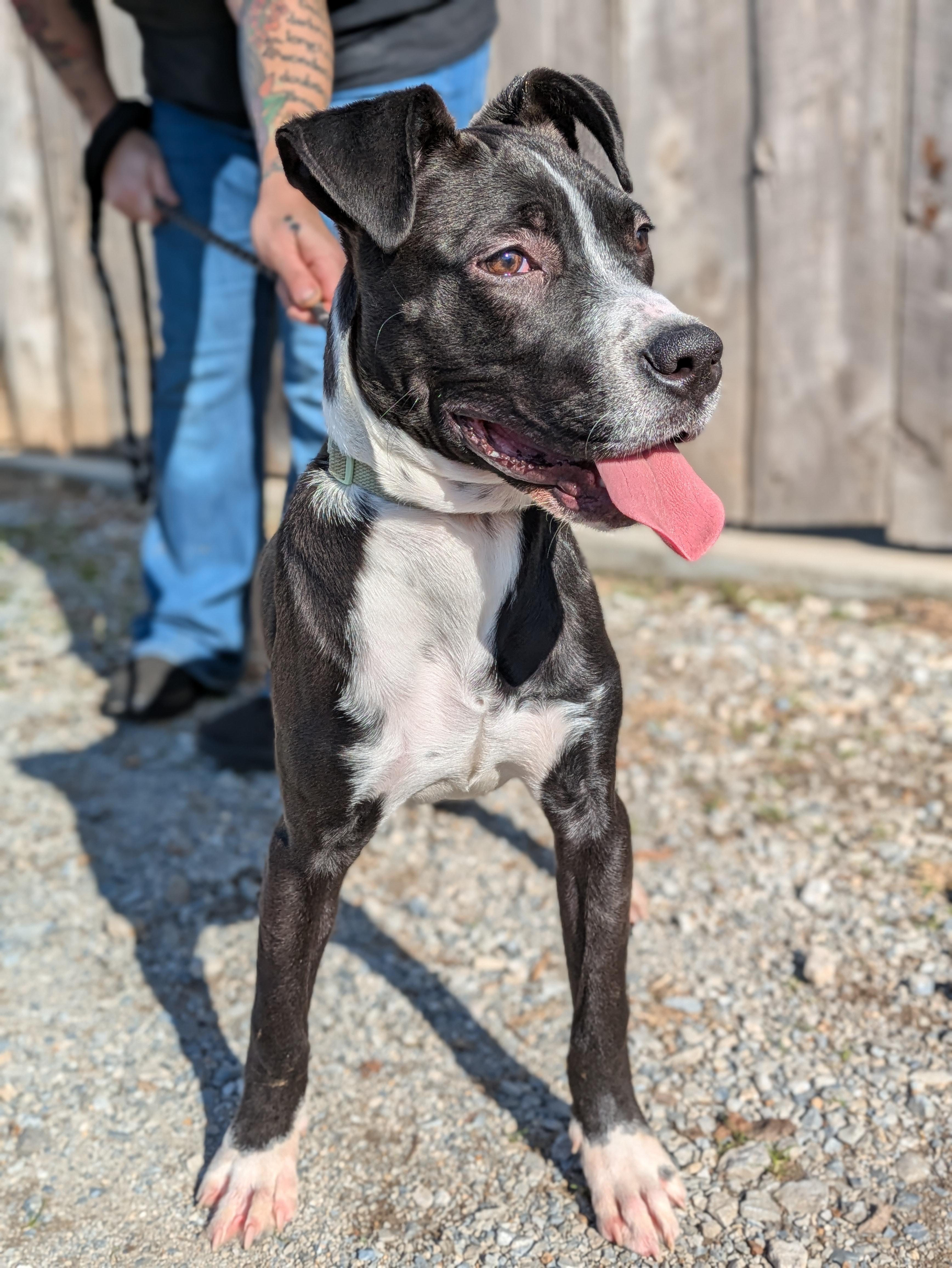 Enlarge Loki, a ADOPTABLE Mixed Breed in Huntsville, AL image 3/5