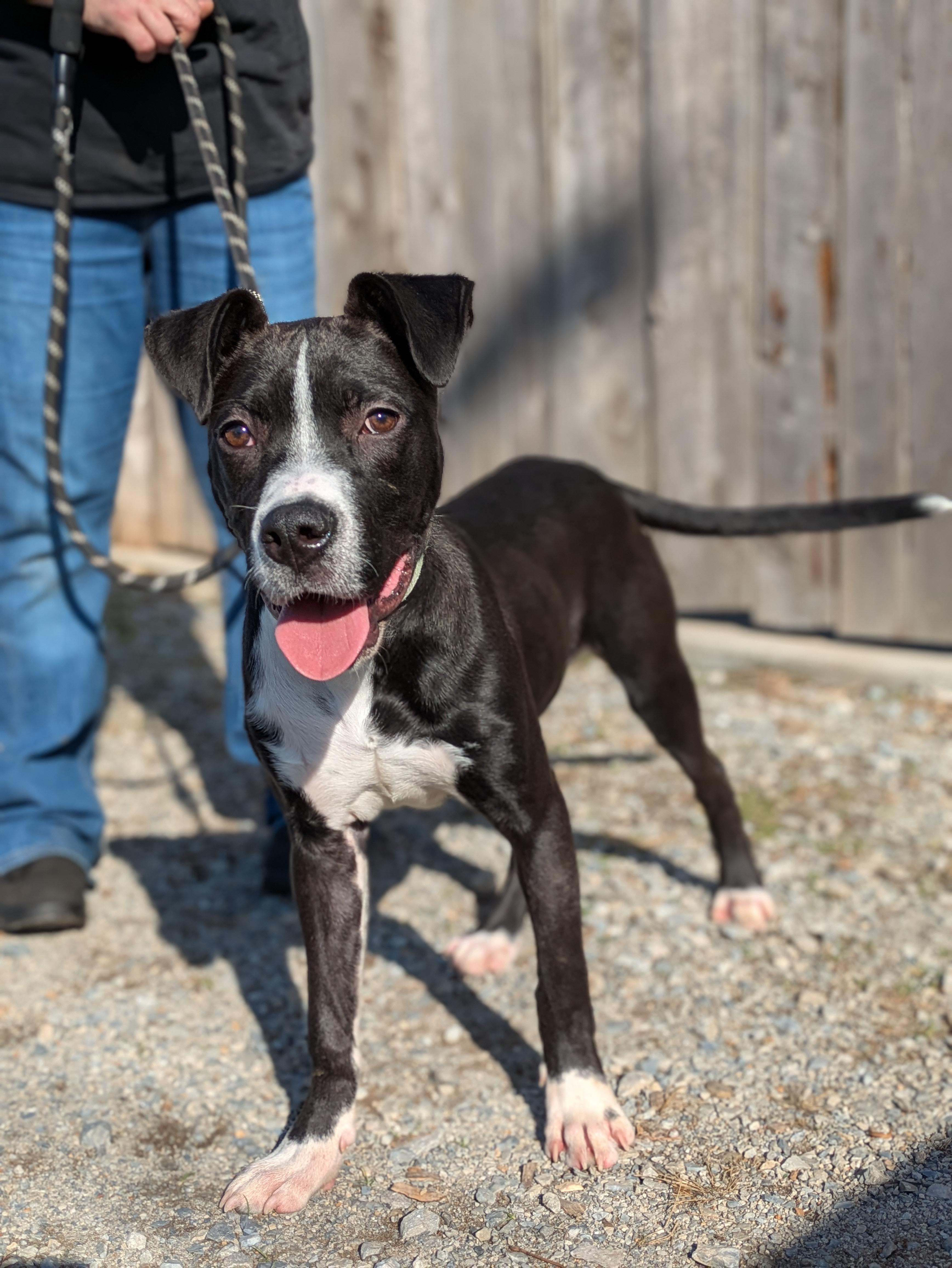 Loki, ADOPTABLE, Young Male Mixed Breed.