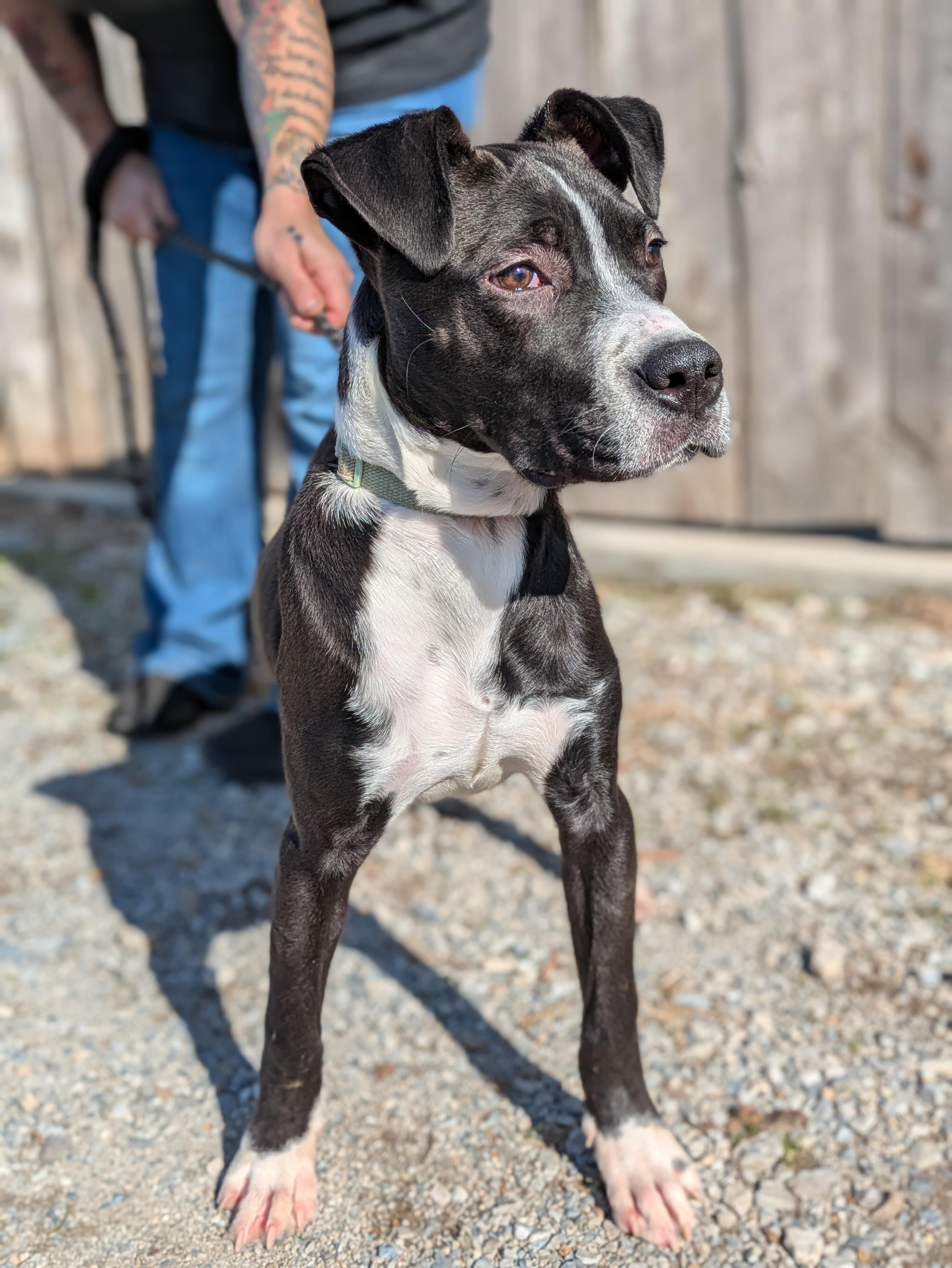 Enlarge Loki, a ADOPTABLE Mixed Breed in Huntsville, AL image 2/5