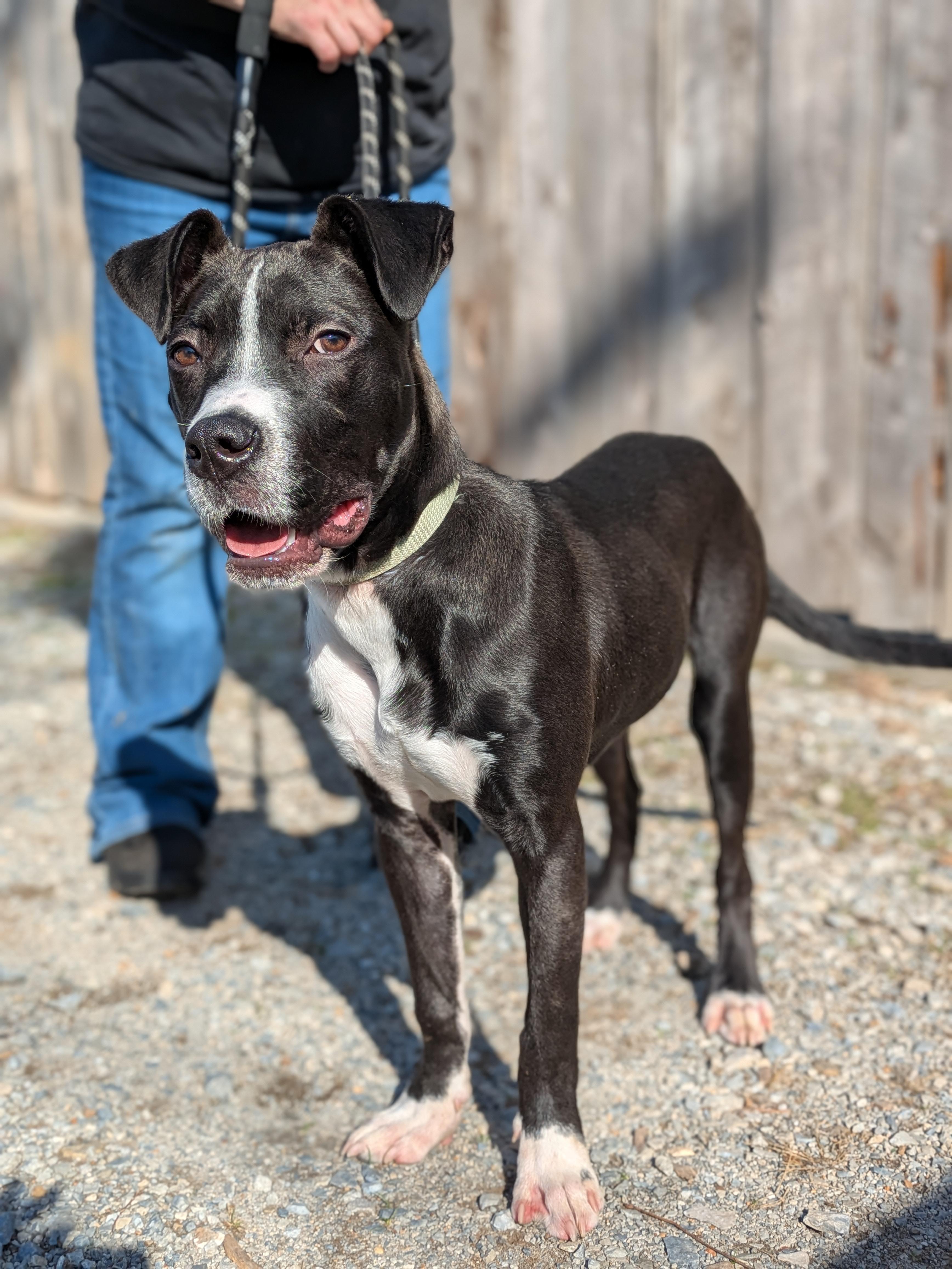 Enlarge Loki, a ADOPTABLE Mixed Breed in Huntsville, AL image 4/5