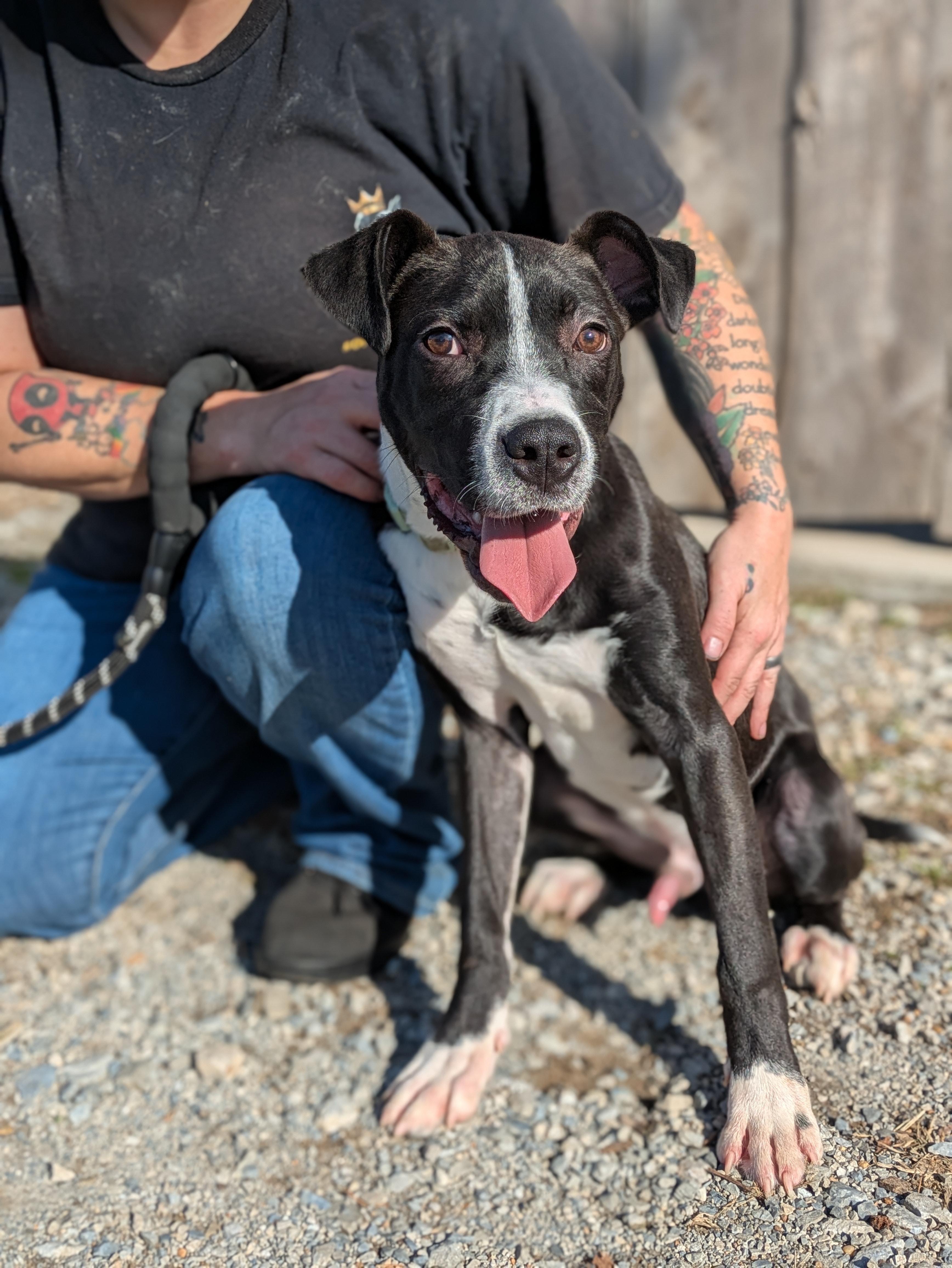 Enlarge Loki, a ADOPTABLE Mixed Breed in Huntsville, AL image 5/5