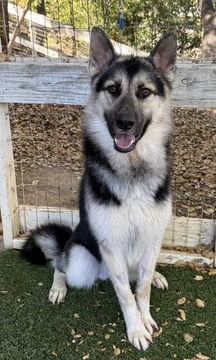 Jacob, a Adoptable mixed breed in Fremont, CA image 1/2