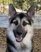 Jacob, a Adoptable mixed breed in Fremont, CA image 2/2