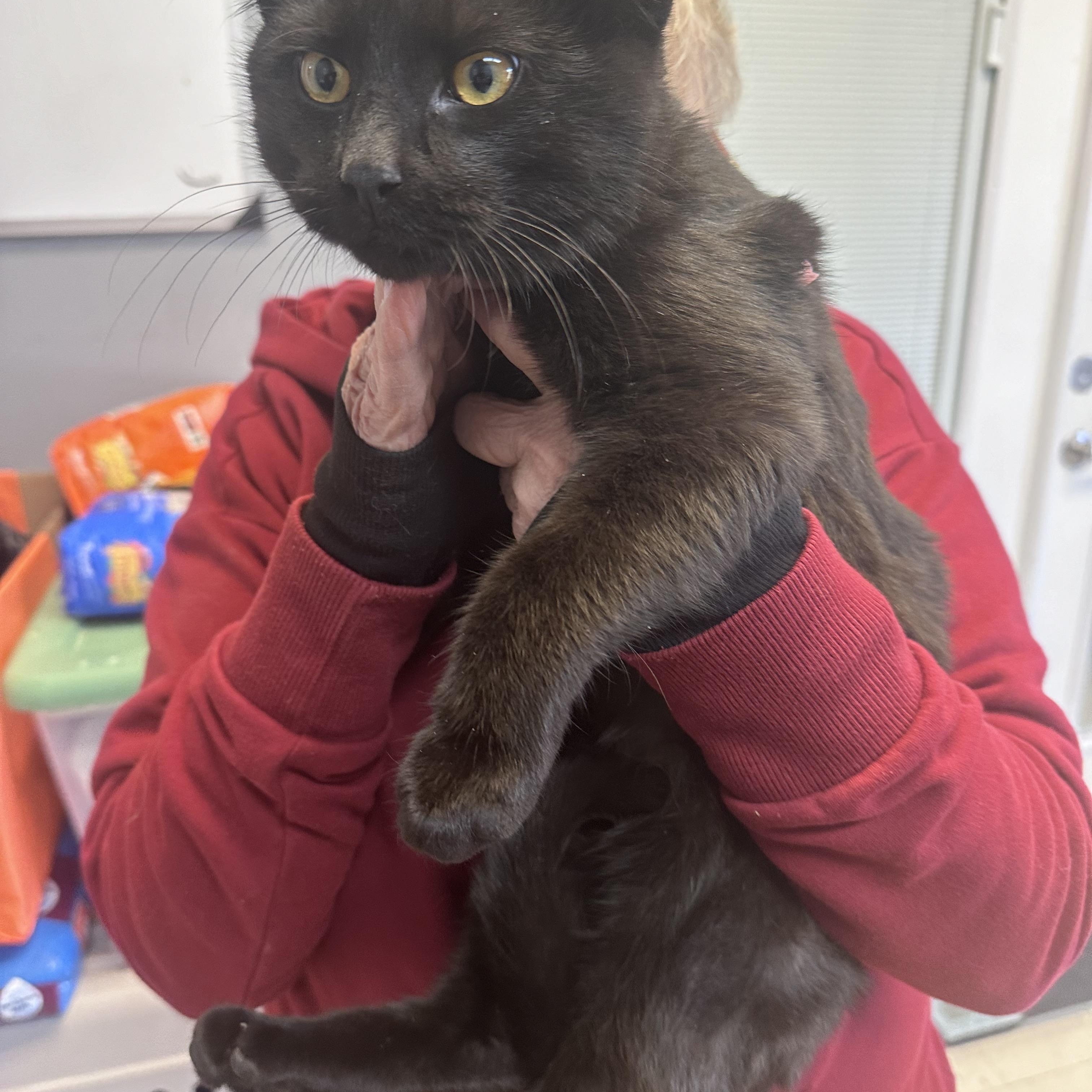 Ace, a ADOPTABLE Domestic Short Hair in Dyersburg, TN image 2/2