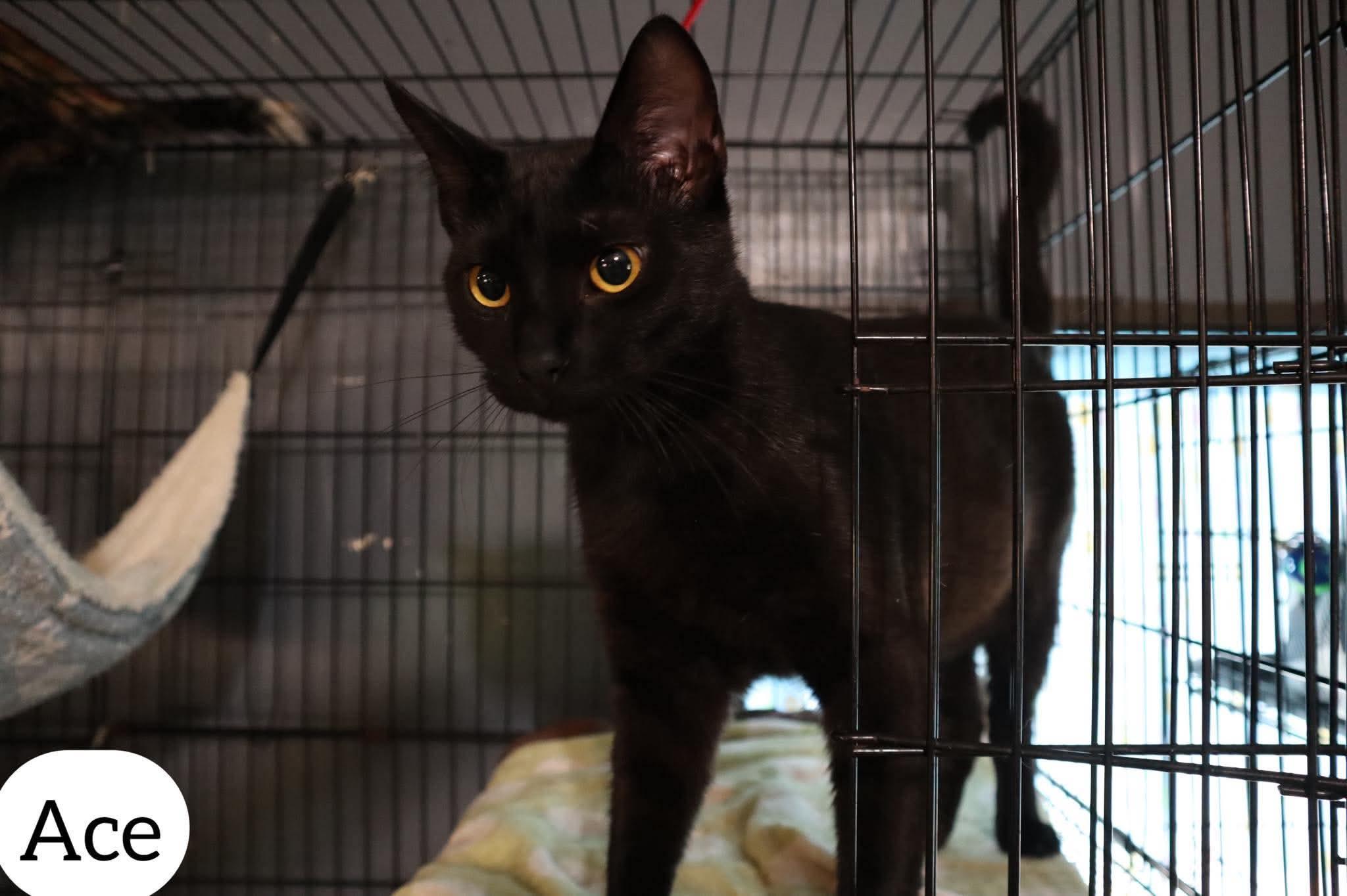 Ace, ADOPTABLE, Young Male Domestic Short Hair.