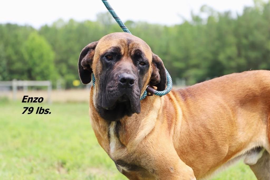 Enlarge Enzo, a Adoptable Mastiff in Oxford, NC image 1/1