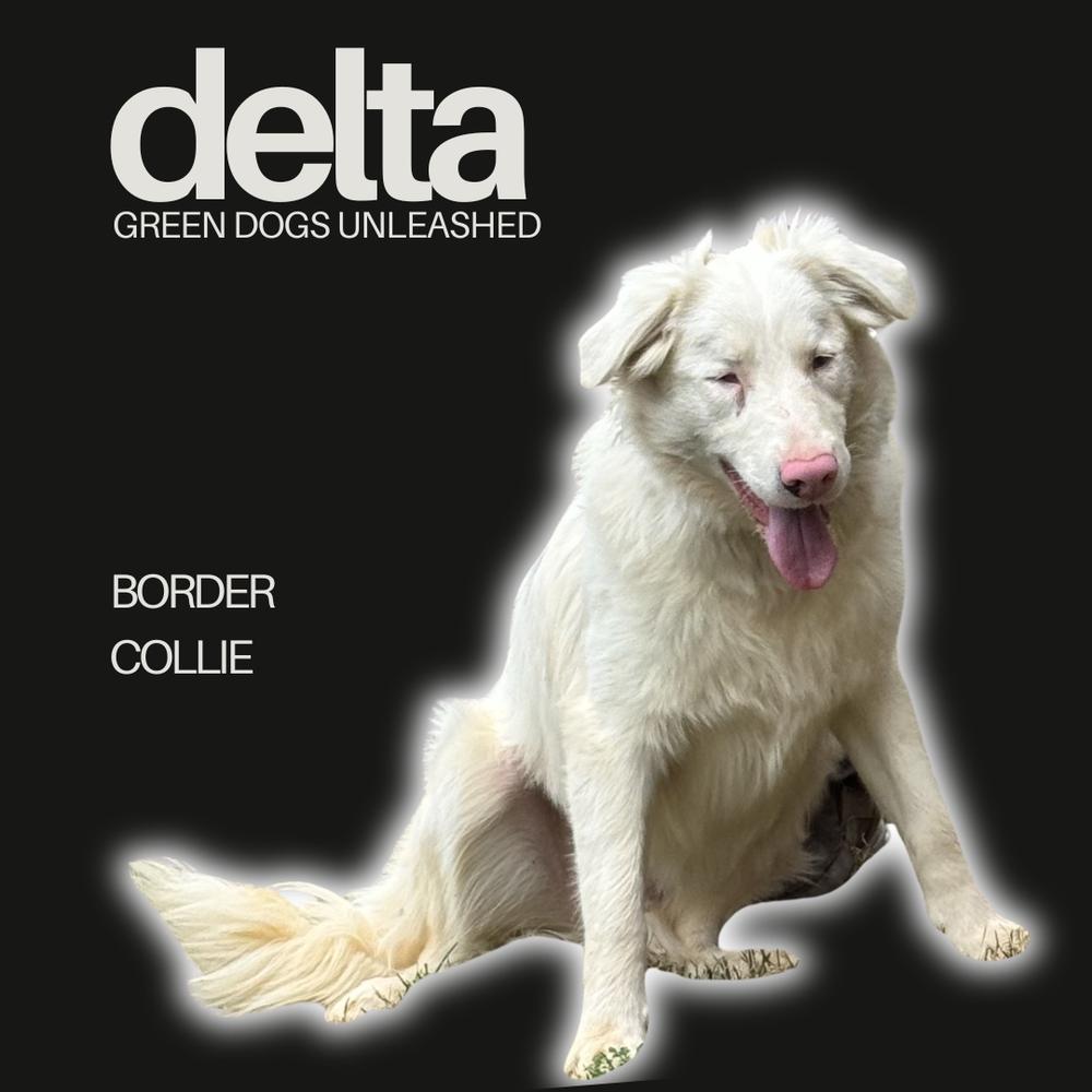 Enlarge Delta, a Adoptable Border Collie in Troy, VA image 1/6