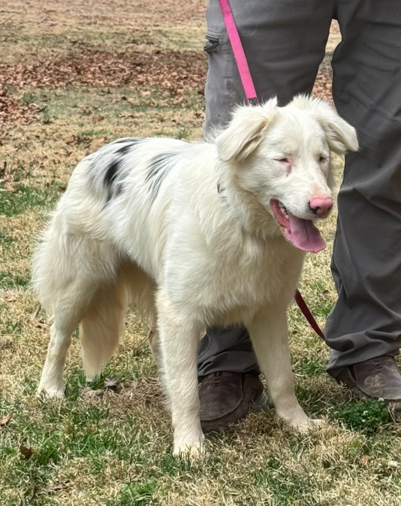 Enlarge Delta, a Adoptable Border Collie in Troy, VA image 3/6