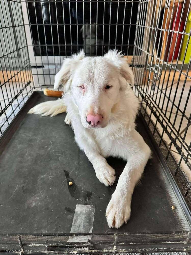 Enlarge Delta, a Adoptable Border Collie in Troy, VA image 4/6