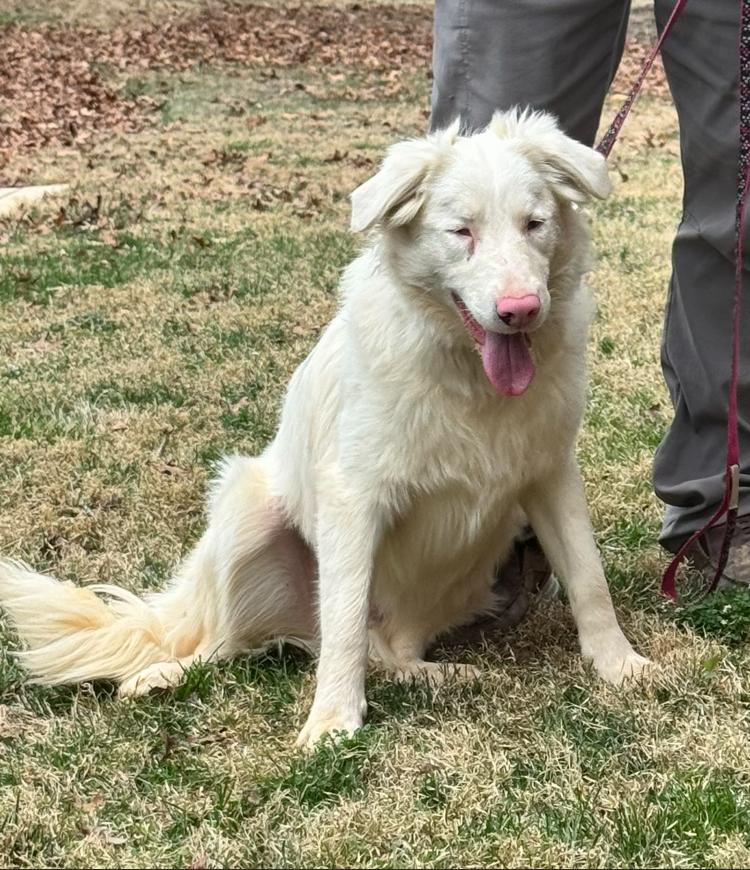 Enlarge Delta, a Adoptable Border Collie in Troy, VA image 6/6