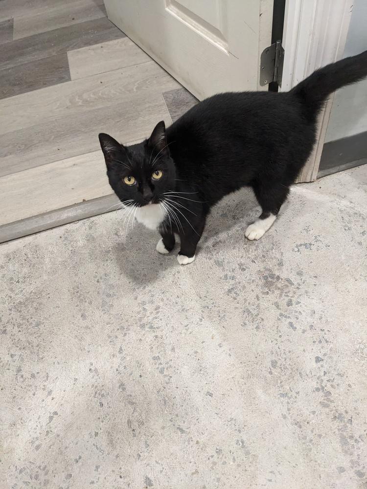 Ouisa, Adoptable, Adult Female Domestic Short Hair.