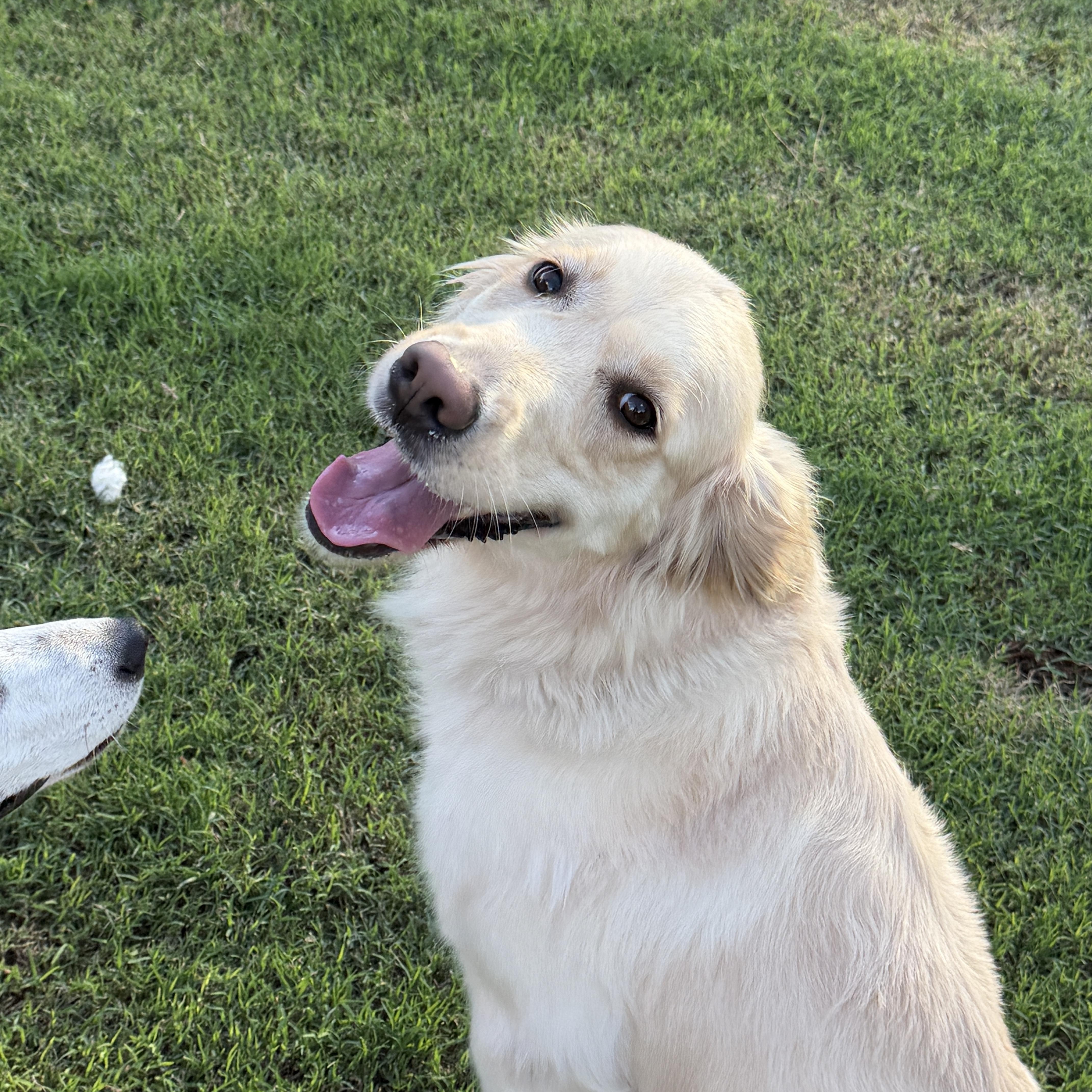 Enlarge Ponyo, an adopted mixed breed in Gilbert, AZ image 1/3