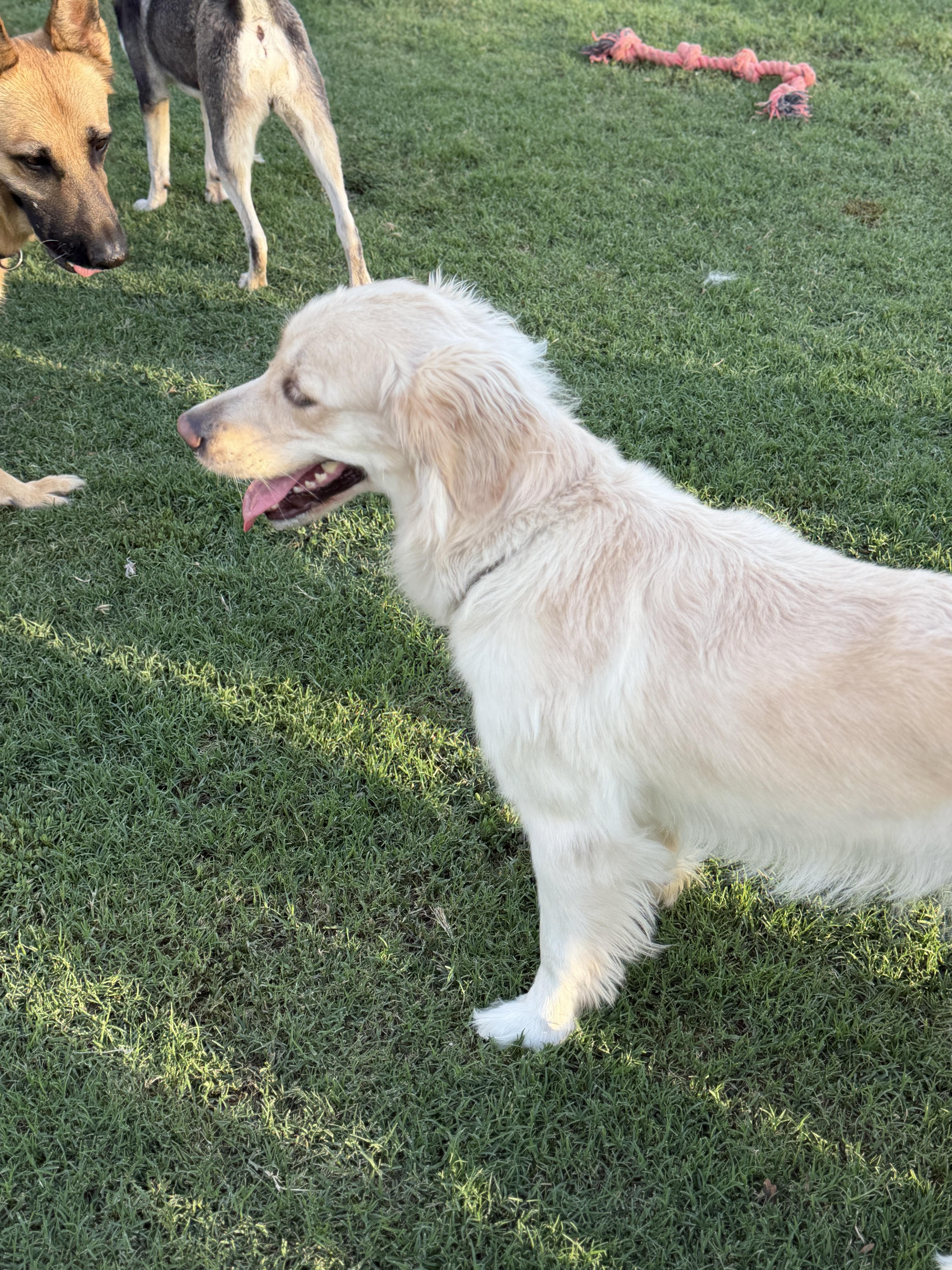 Enlarge Ponyo, an adopted mixed breed in Gilbert, AZ image 2/3