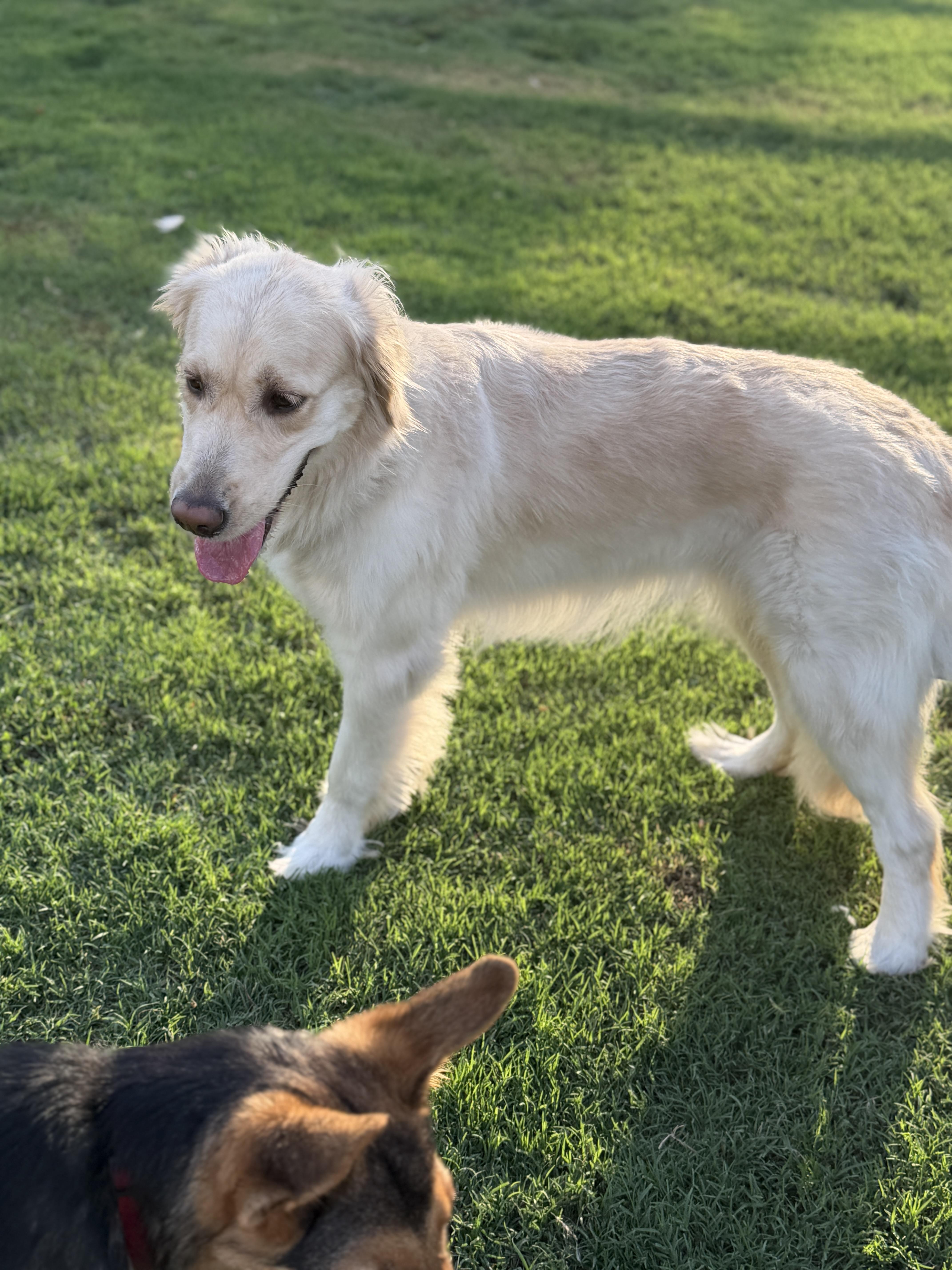 Enlarge Ponyo, an adopted mixed breed in Gilbert, AZ image 3/3