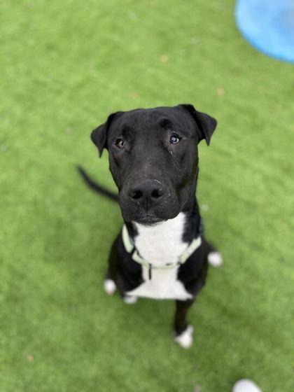 Ronald - 2, Adoptable, Young Male Labrador Retriever & Mixed Breed.