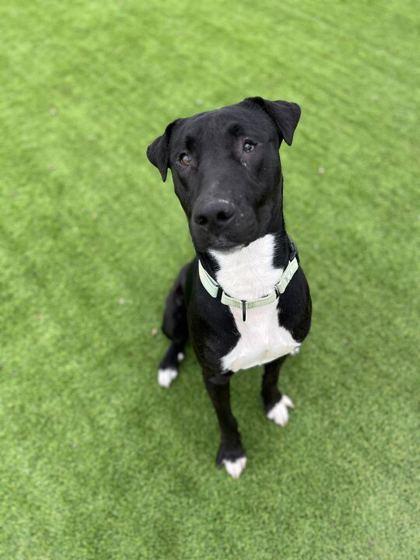 Enlarge Ronald - 2, a Adoptable mixed breed in Daytona Beach, FL image 2/2