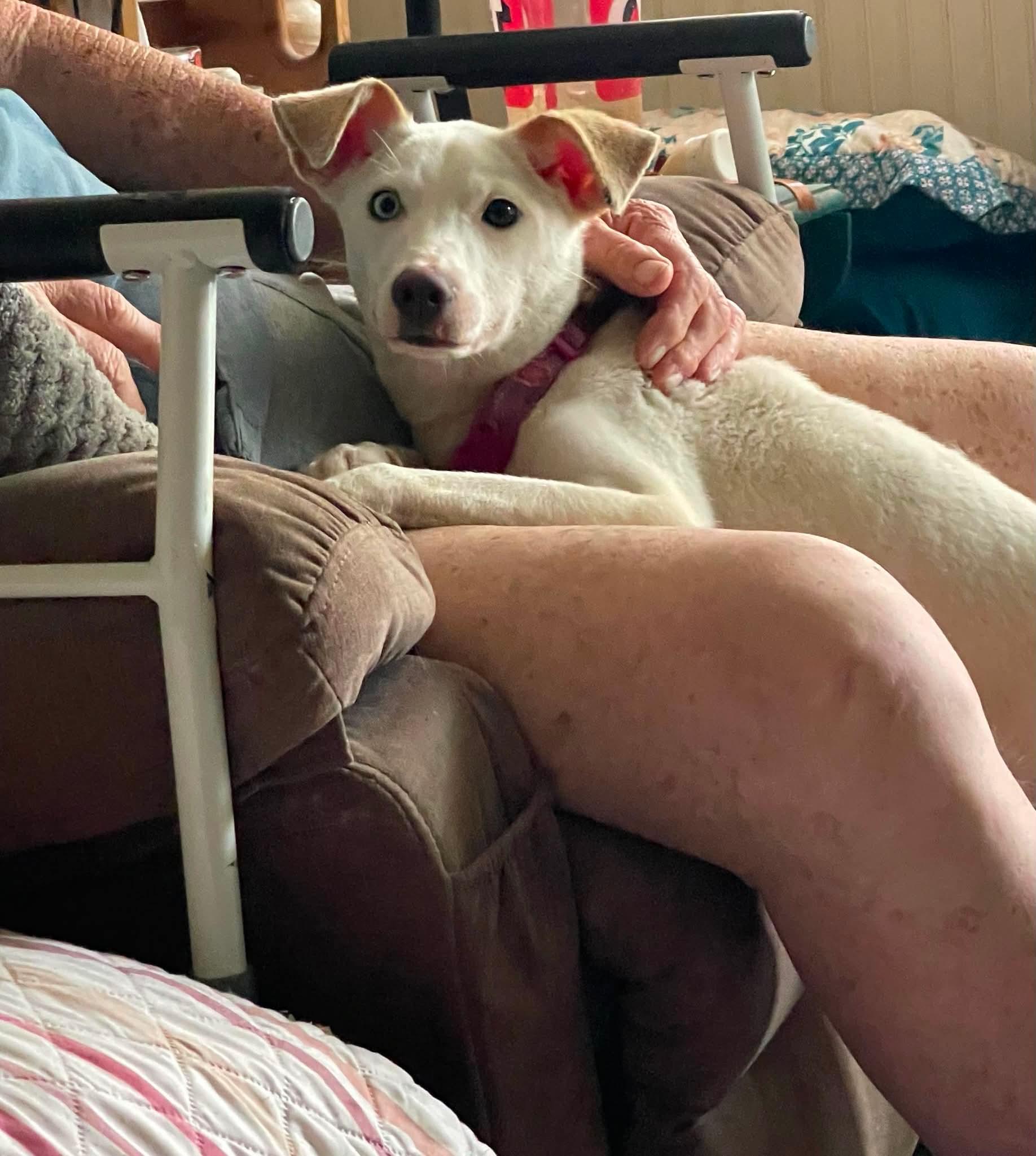 Enlarge Daisy Jene, a Adoptable mixed breed in Florissant, MO image 1/3