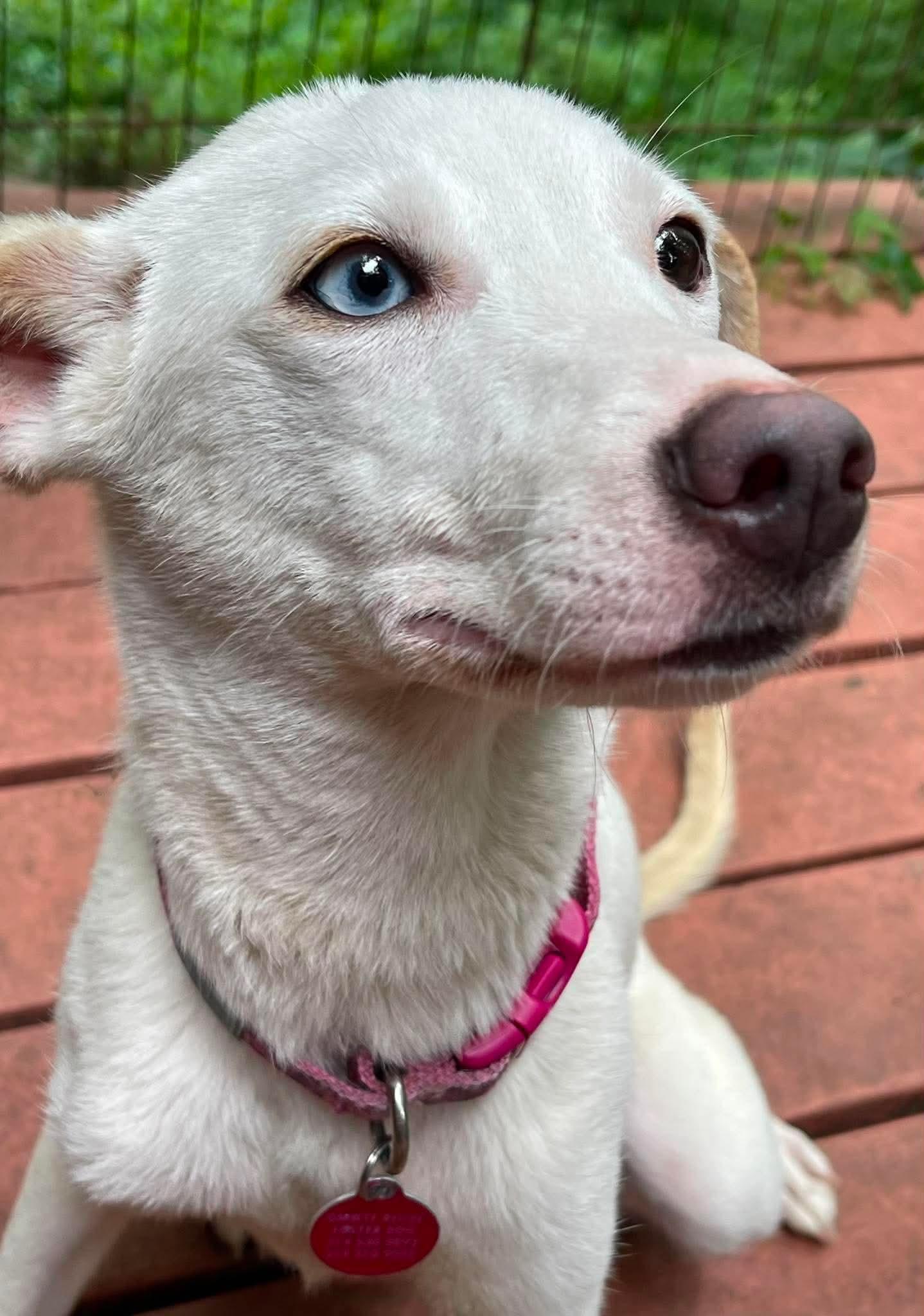 Enlarge Daisy Jene, a Adoptable mixed breed in Florissant, MO image 2/3