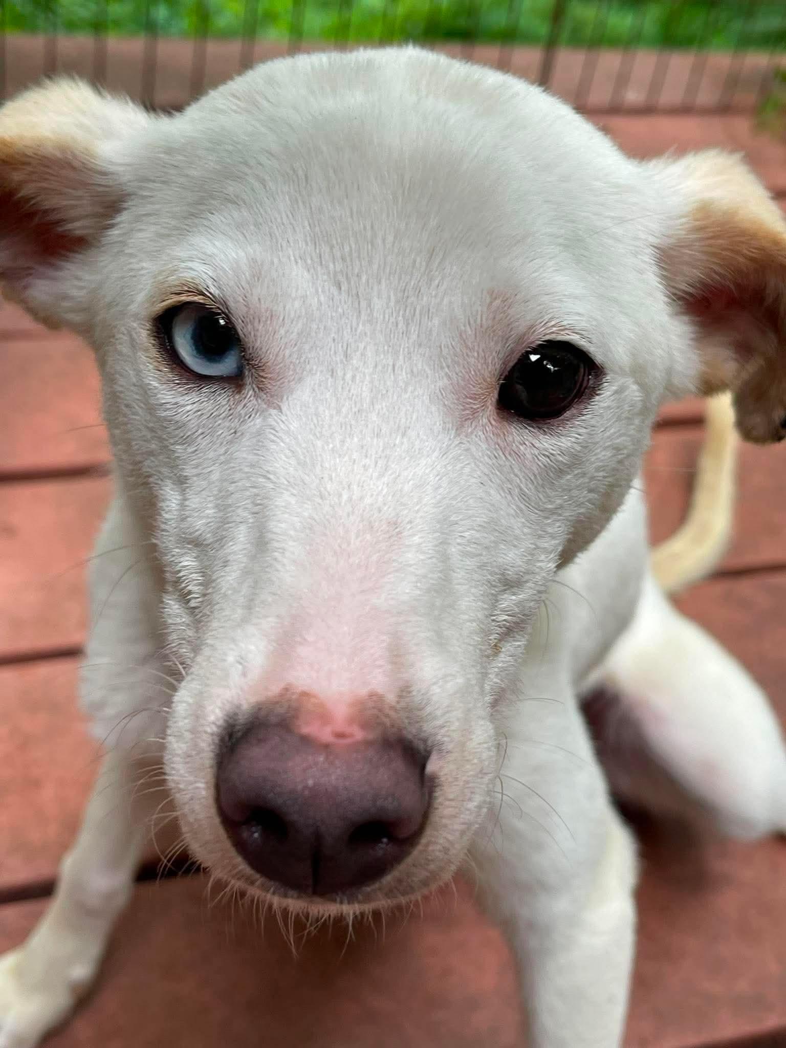 Enlarge Daisy Jene, a Adoptable mixed breed in Florissant, MO image 3/3