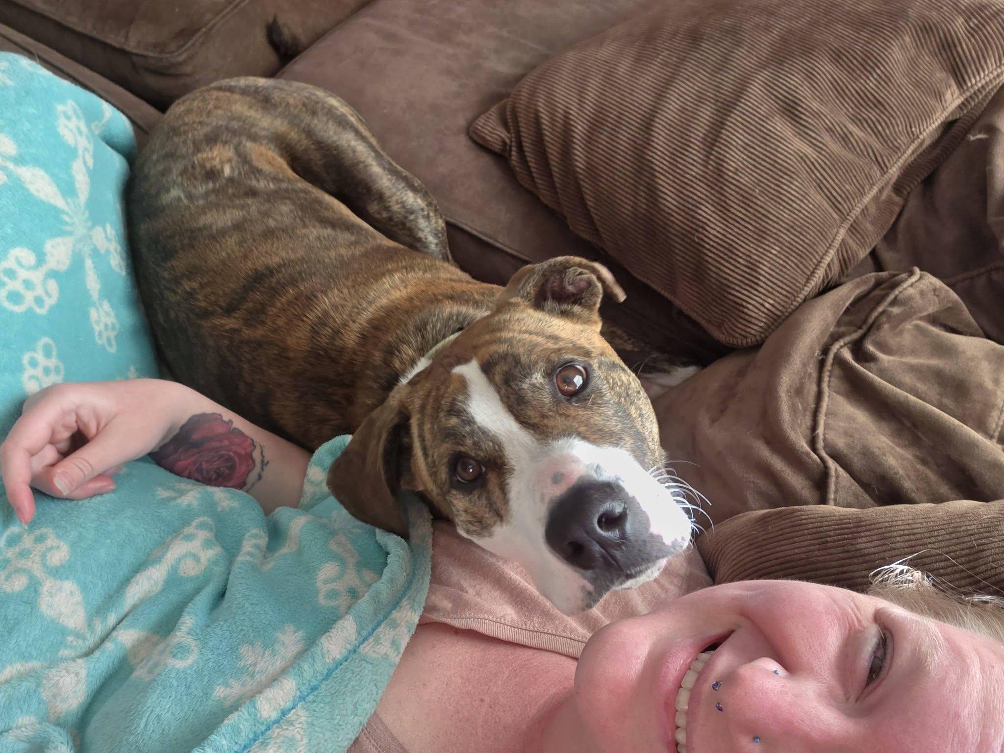 Enlarge Home Run, a ADOPTABLE mixed breed in Cleveland, OH image 6/6