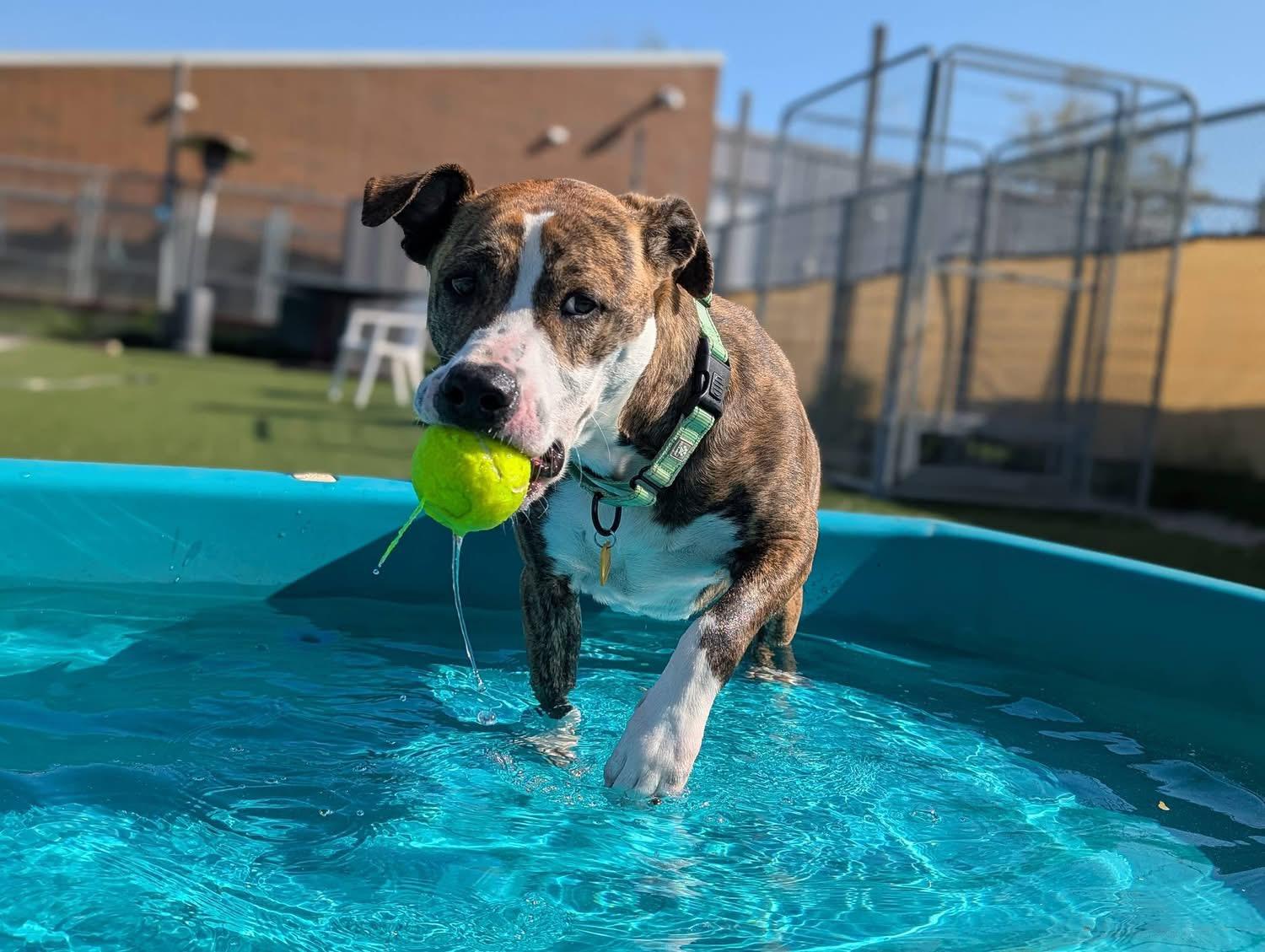 Enlarge Home Run, a ADOPTABLE mixed breed in Cleveland, OH image 4/6