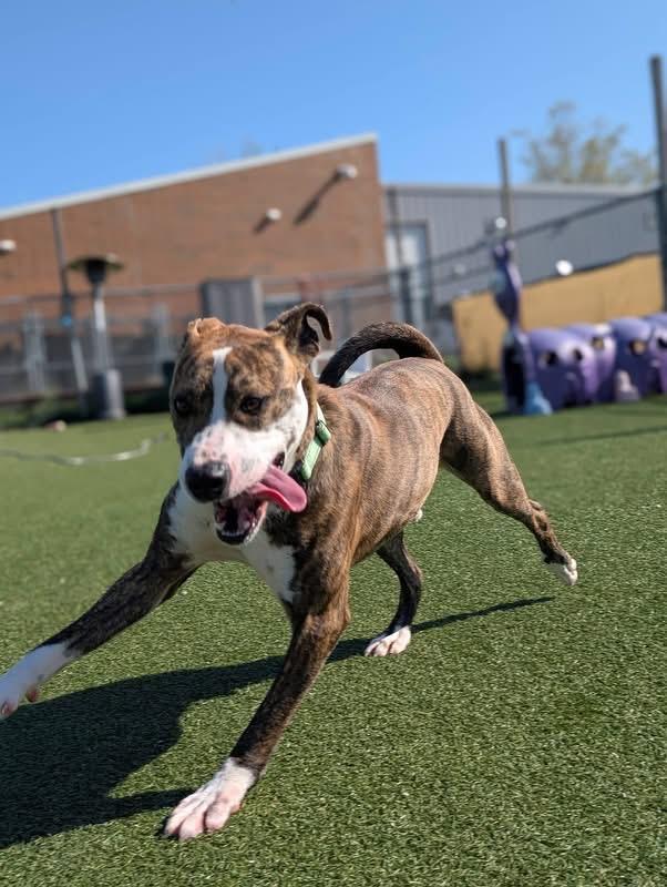 Enlarge Home Run, a ADOPTABLE mixed breed in Cleveland, OH image 5/6