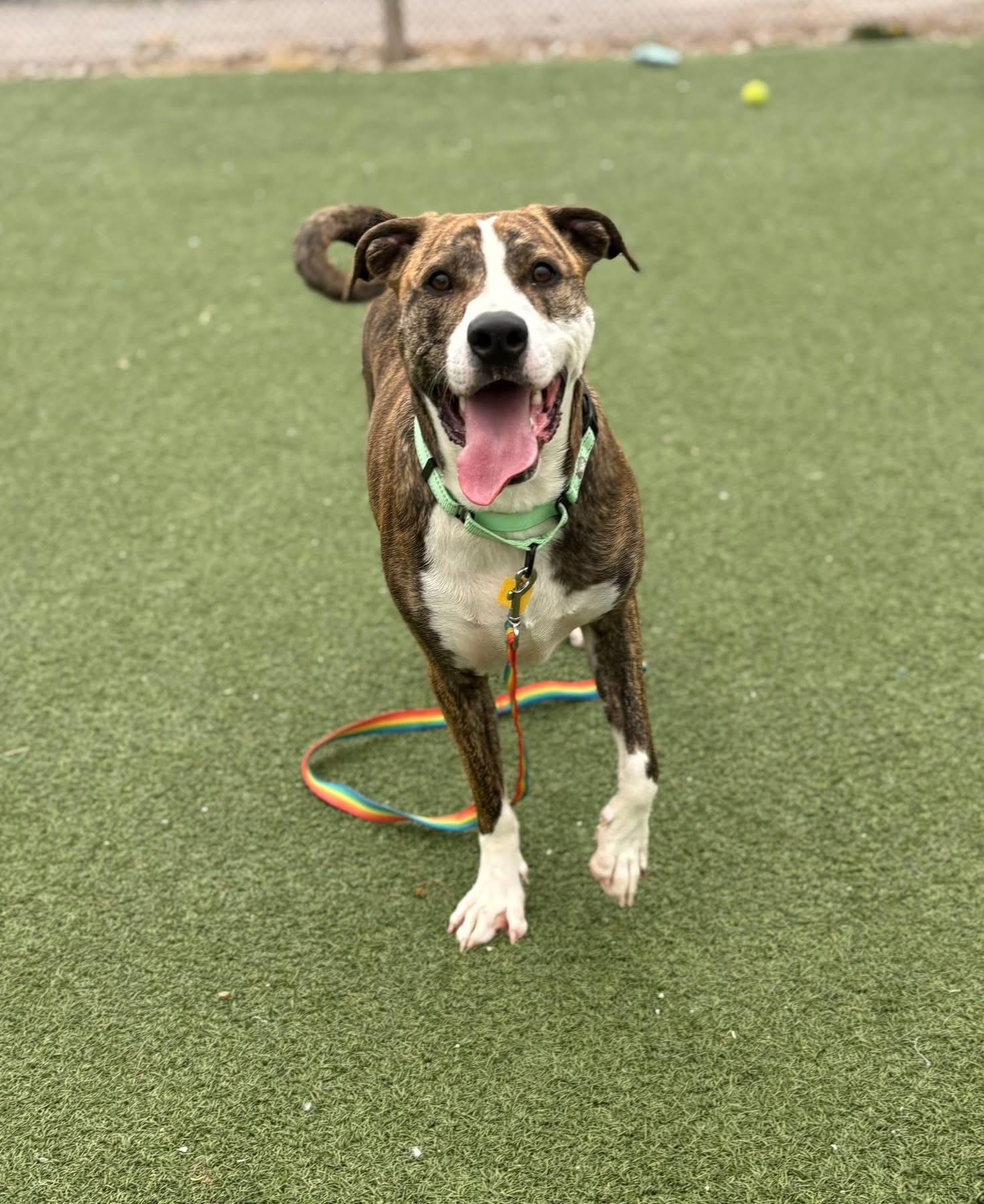 Enlarge Home Run, a ADOPTABLE mixed breed in Cleveland, OH image 1/6