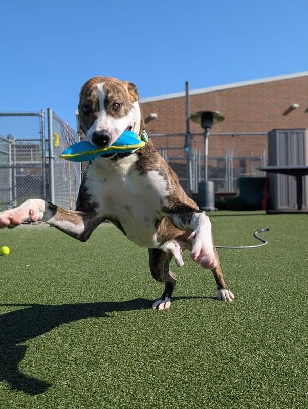 Enlarge Home Run, a ADOPTABLE mixed breed in Cleveland, OH image 3/6