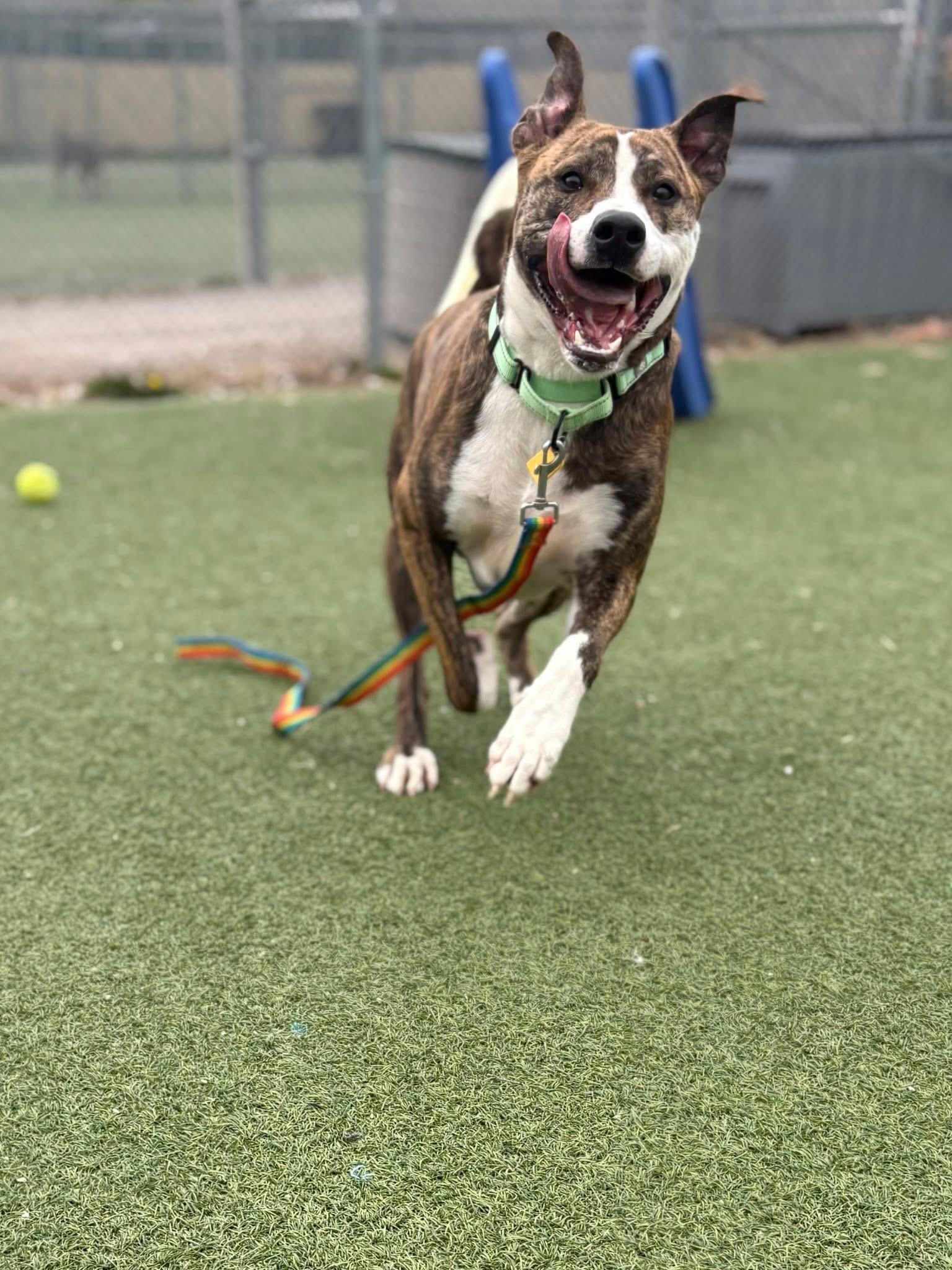 Enlarge Home Run, a ADOPTABLE mixed breed in Cleveland, OH image 2/6